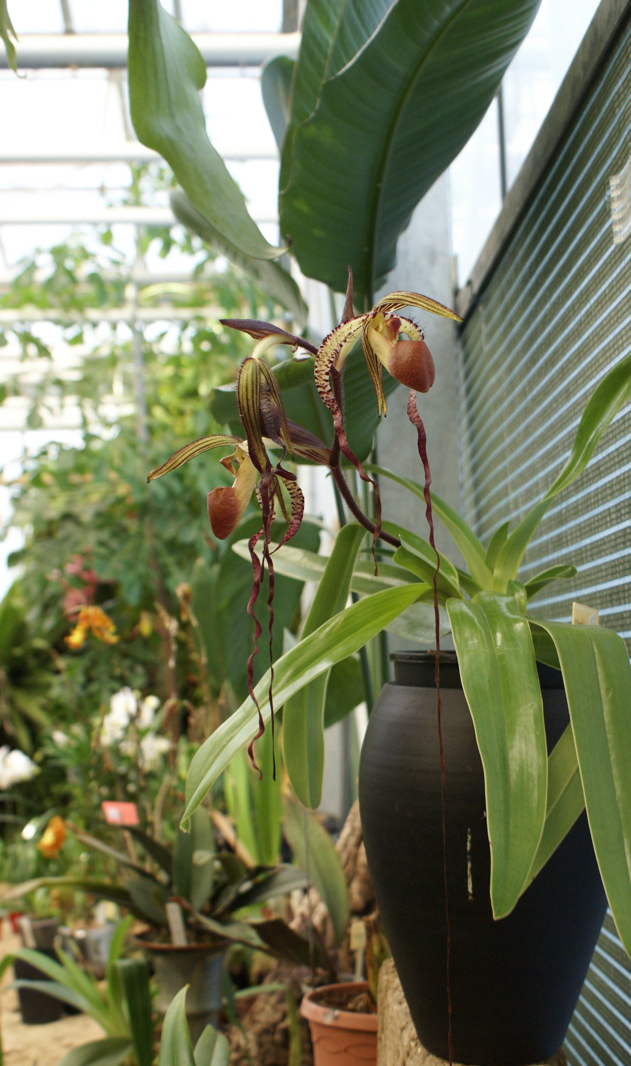 Paphiopedilum sanderianum