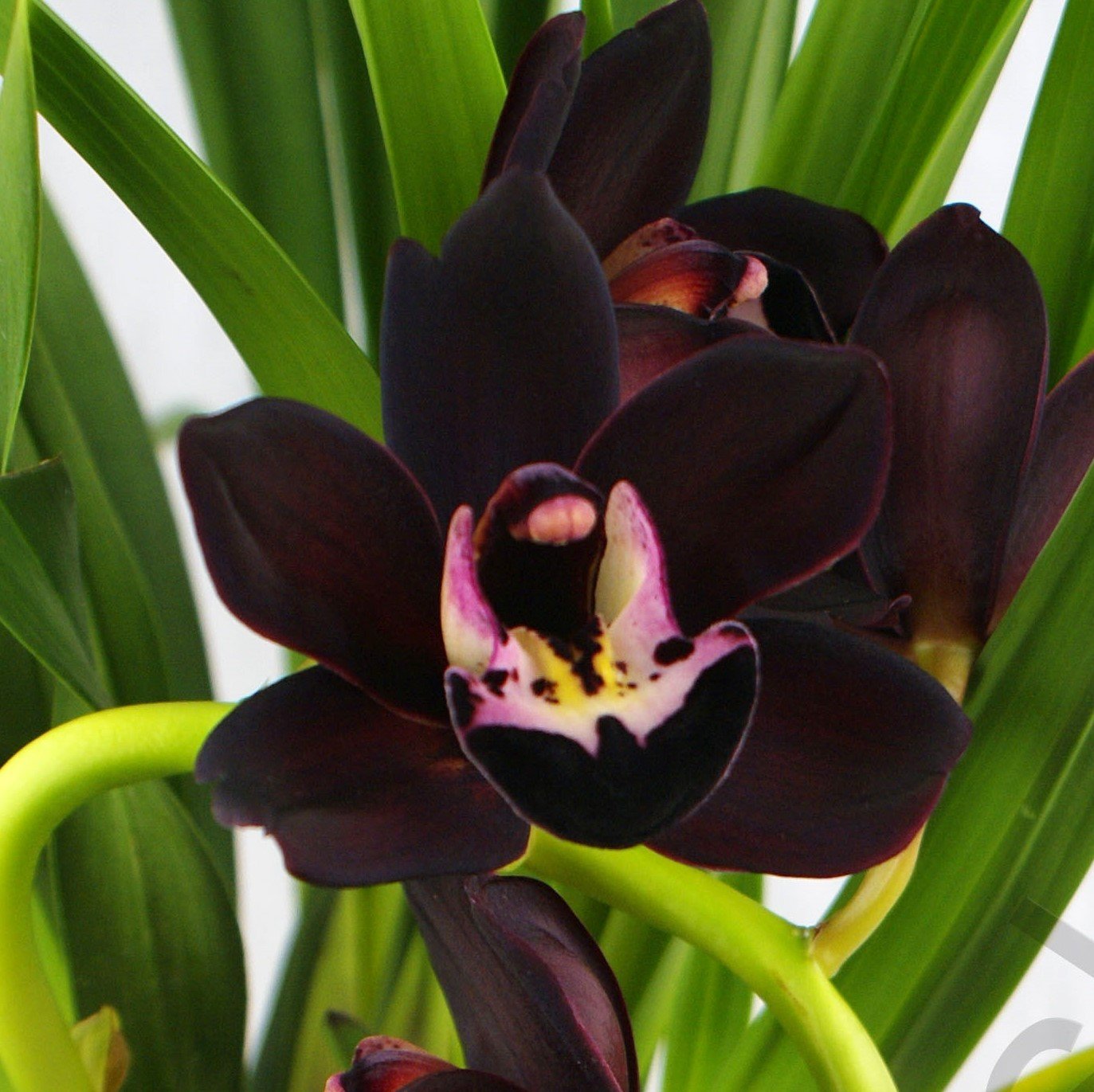 Cymbidium Kiwi Midnight "Geyserland" "Big"