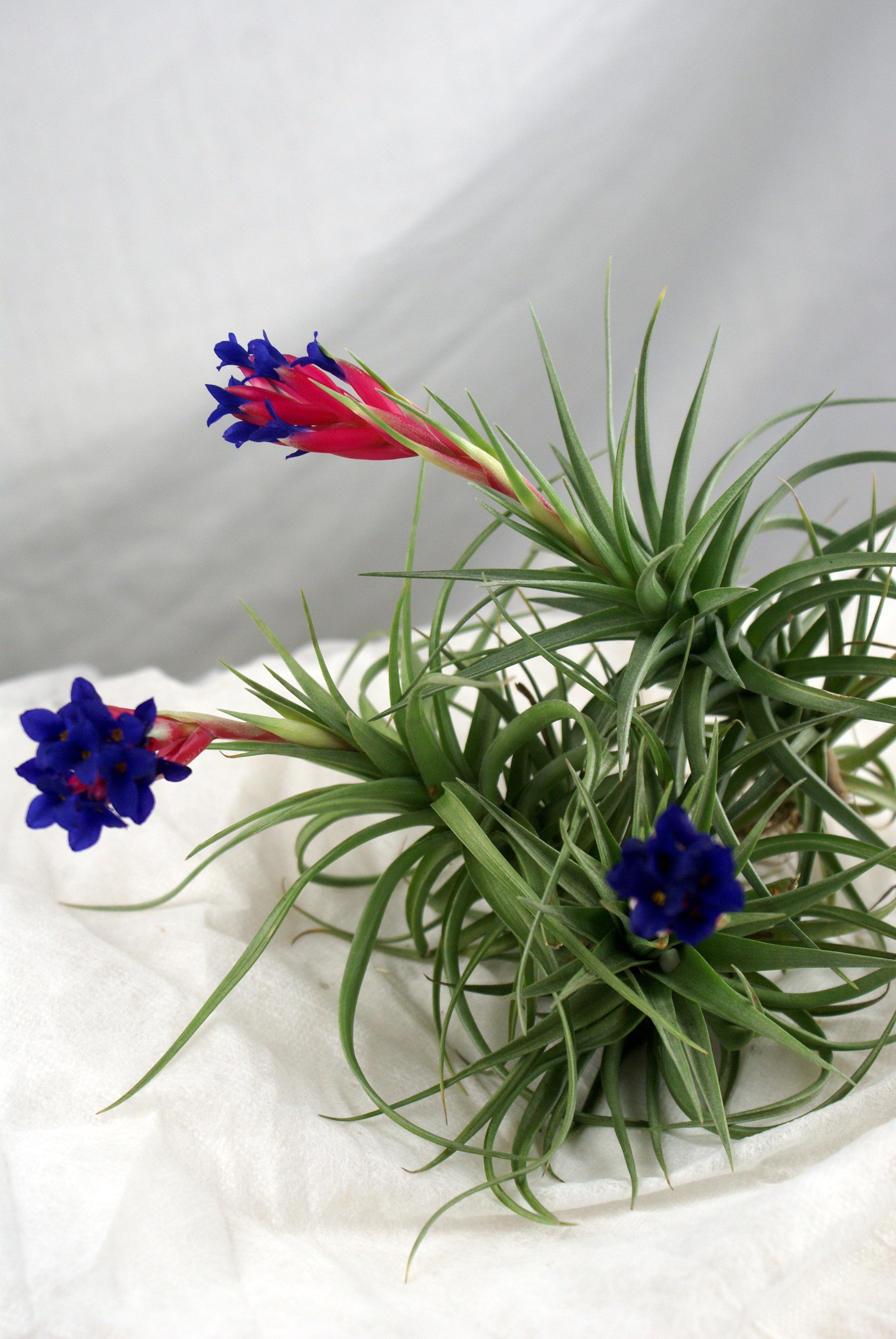 Tillandsia aeranthos