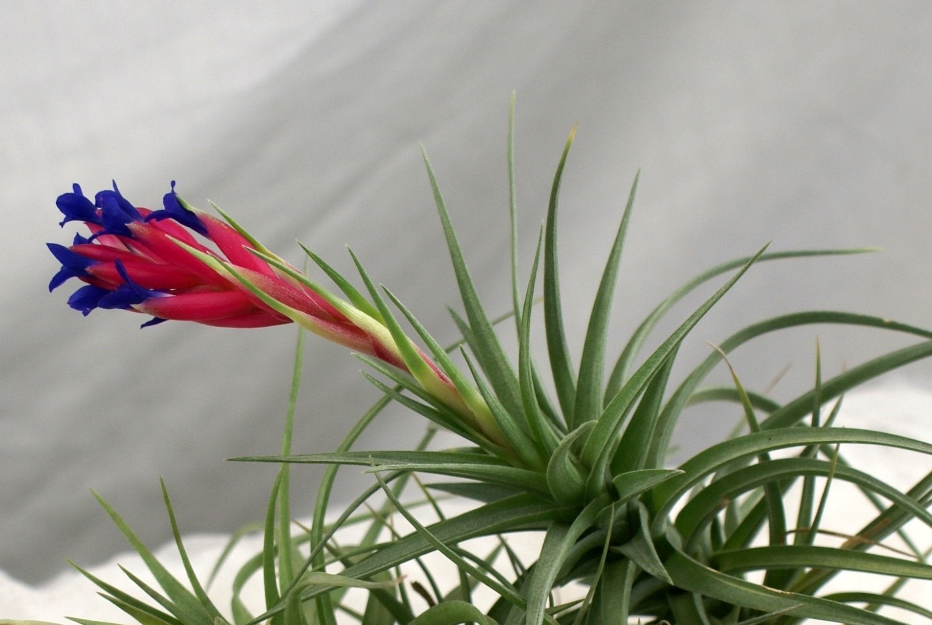 Tillandsia aeranthos