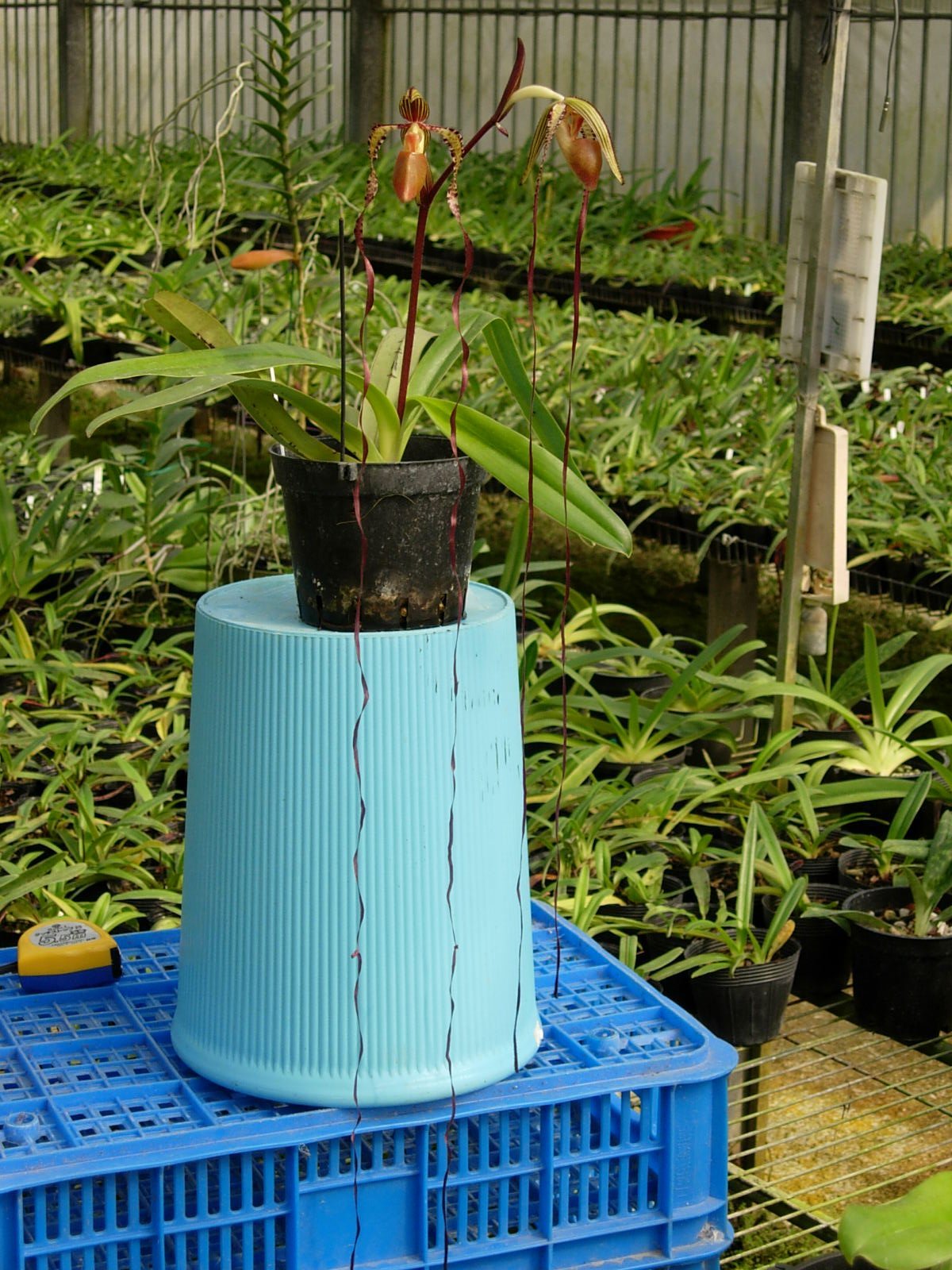 Paphiopedilum sanderianum