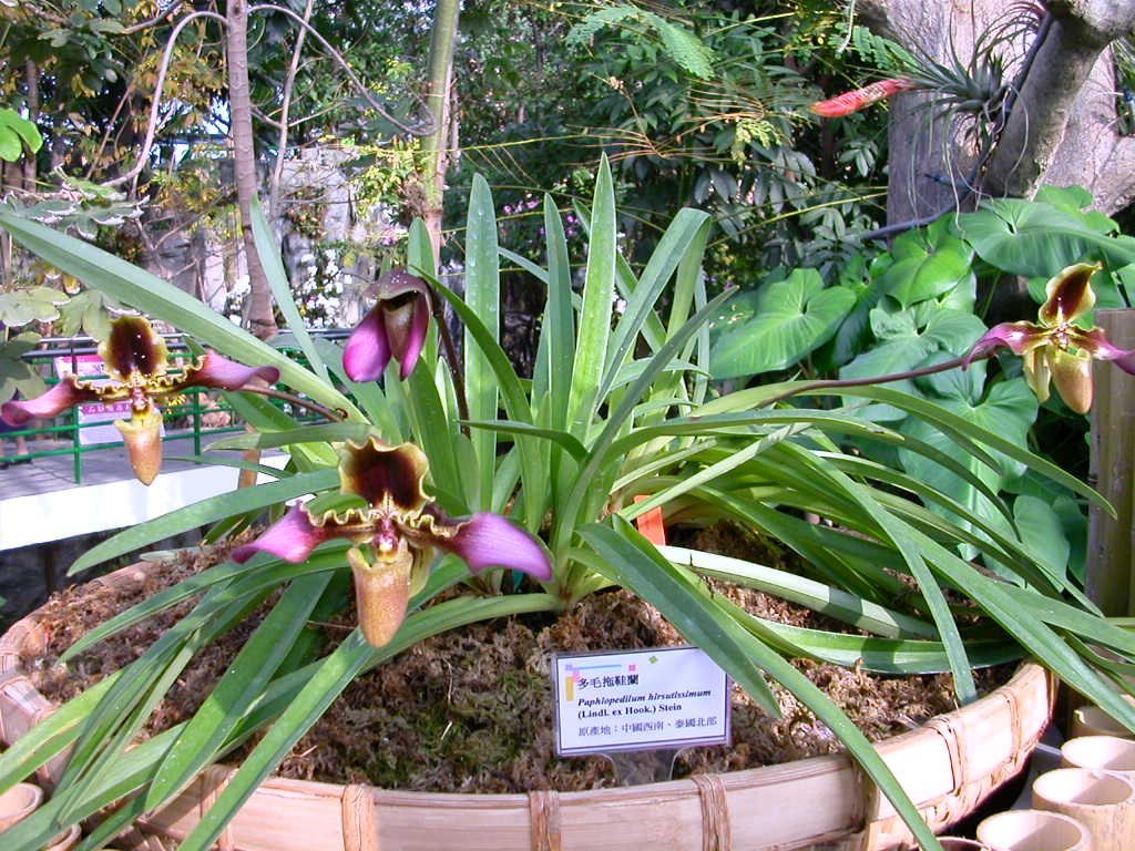 Paphiopedilum hirsutissimum ''Big leaves'' (Big Plant)