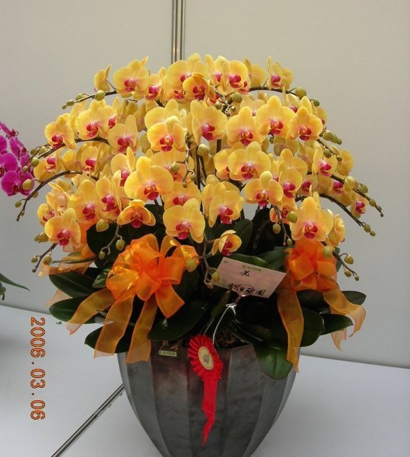 Dtps. Sin-Yaun Golden Beauty