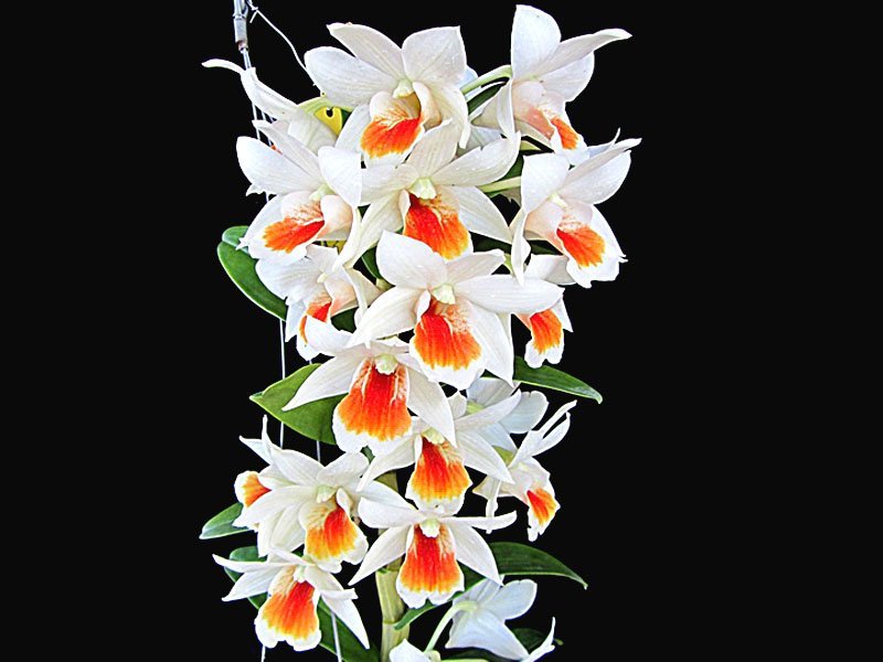 Dendrobium Dawn Maree