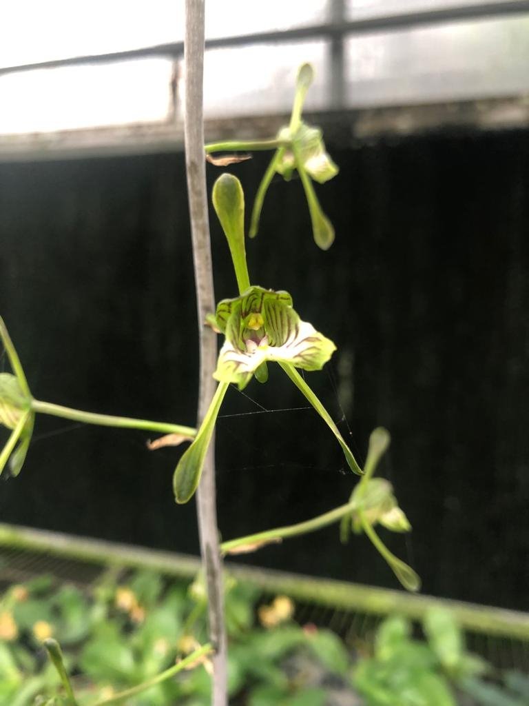 Oeceoclades spathulifera (Snake Orchid) Big Plant