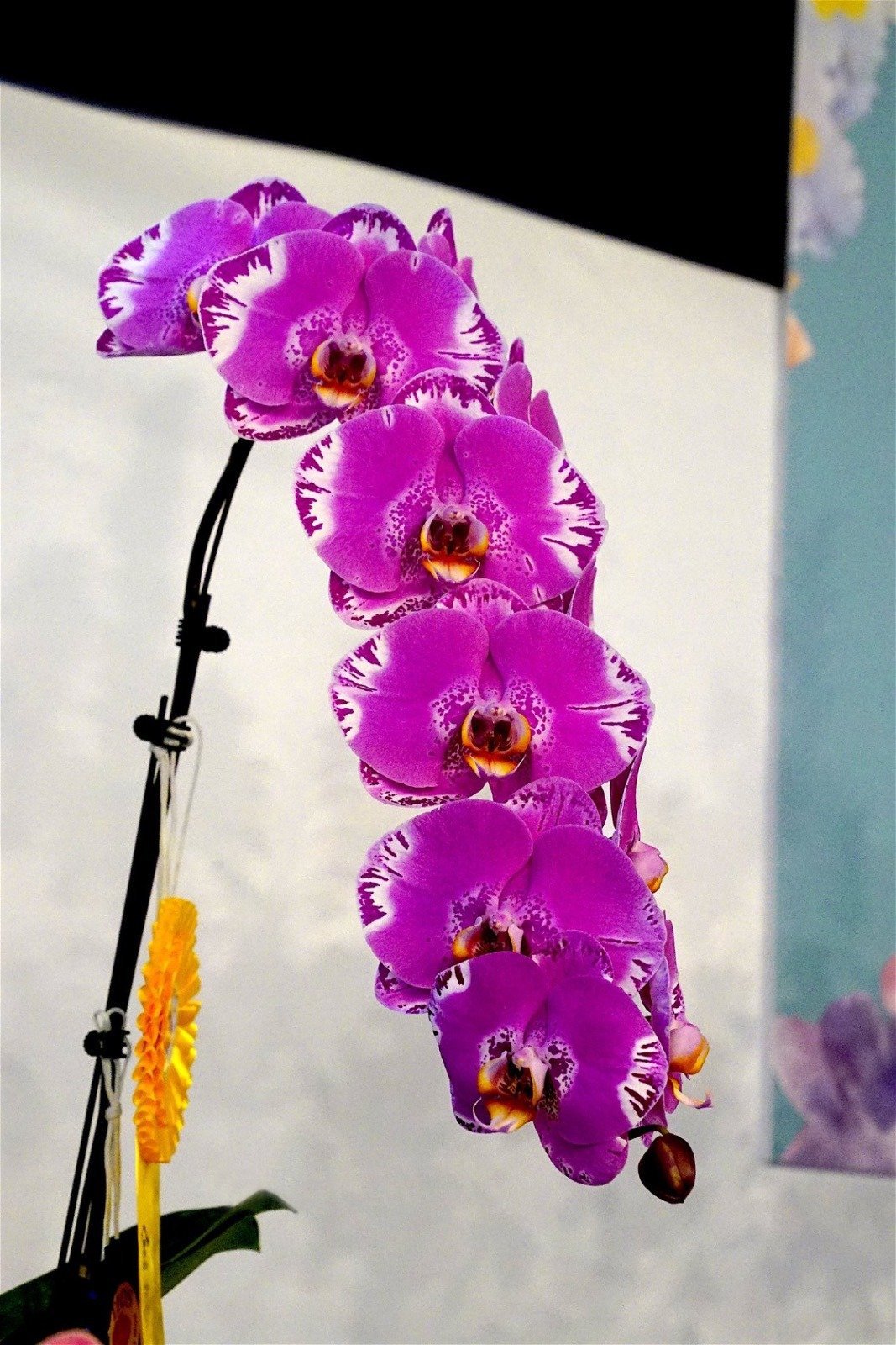 Phalaenopsis OX Spot Queen "OX 1460" AM/AOS (Big Plant)