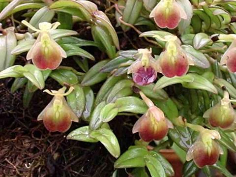 Epidendrum porpax "Groß"