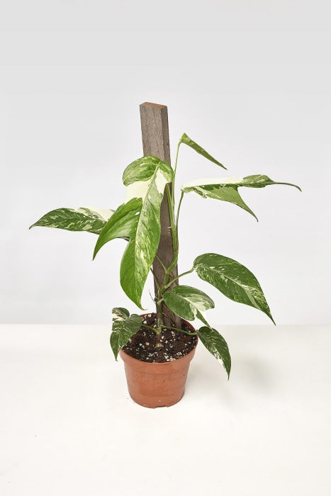 Epipremnum Pinnatum Variegata Albo (2 leaves Cutting)