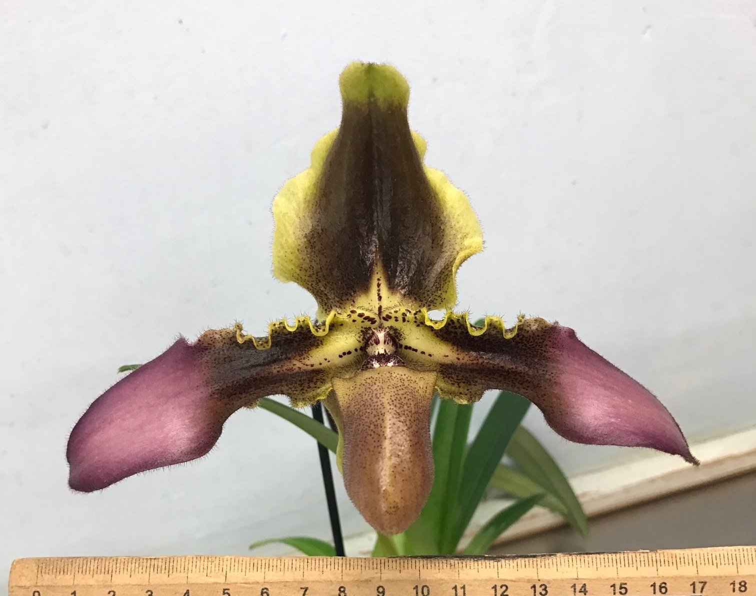 Paphiopedilum esquirolei "Anja" GM/DOG