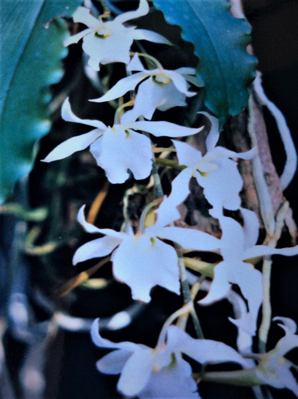 Eurychone rothschildiana