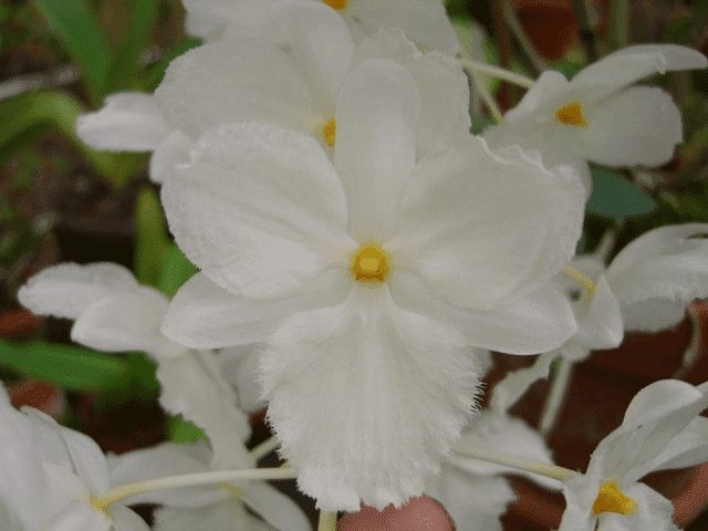 Dendrobium farmeri alba sp. vietnam "Big Plant"