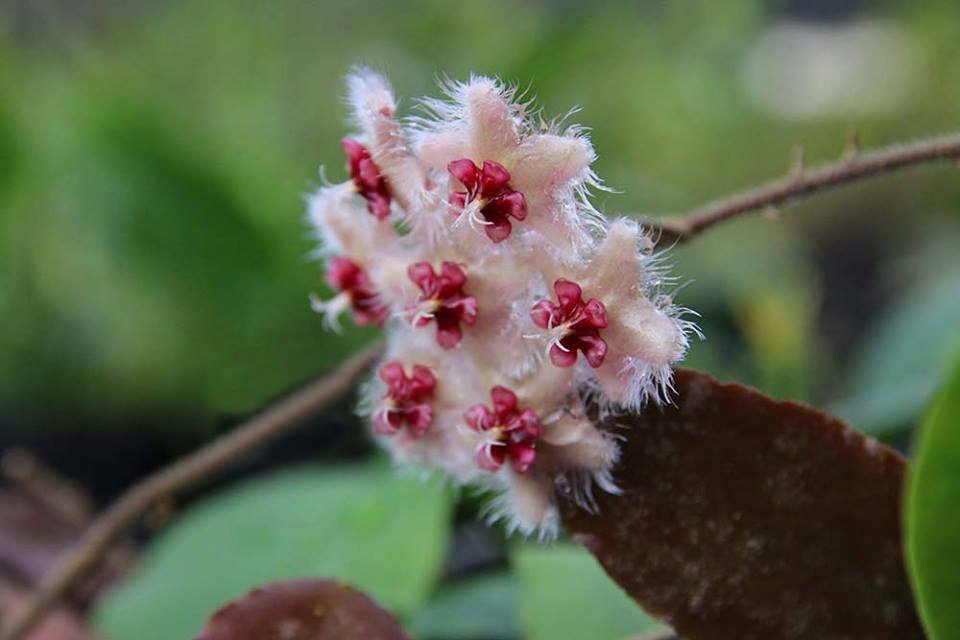 Hoya caudata "Silver Stains" Big Plant