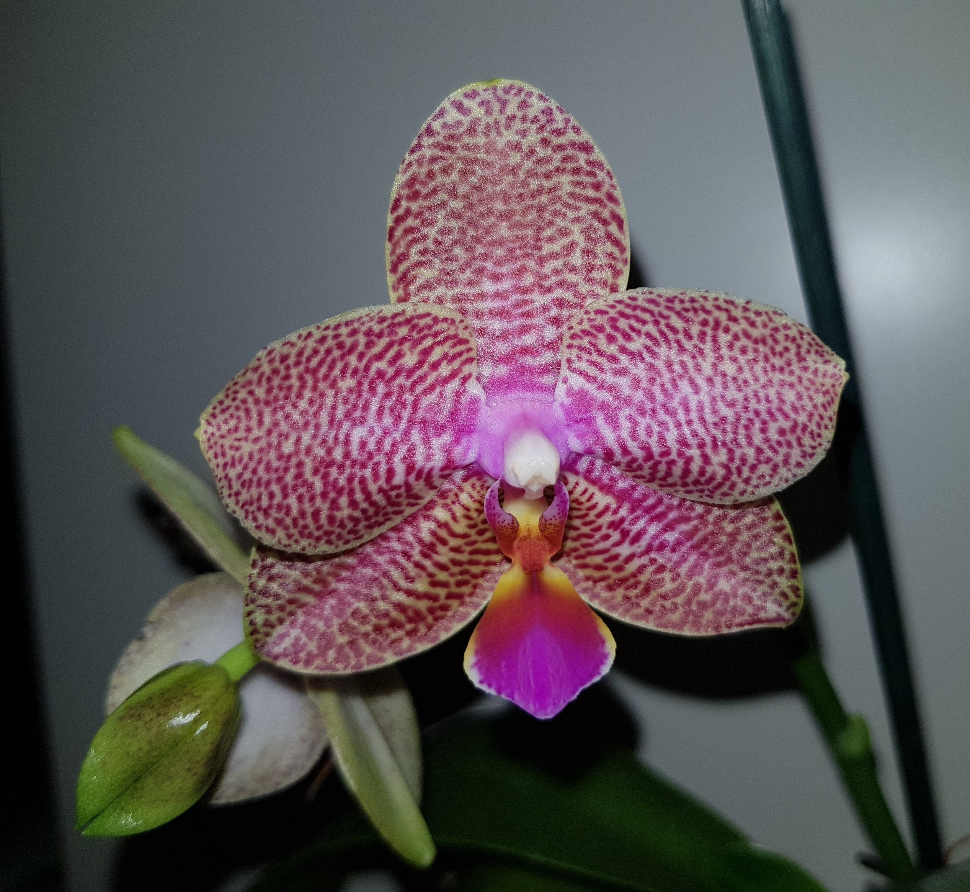 Phalaenopsis Joy Fairy Tale "Joy"