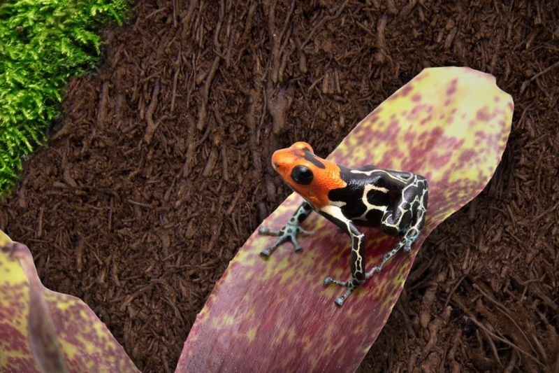 Zachte Boomvaren panelen / Tree fern panels (50 x 20 x 1,5 cm)