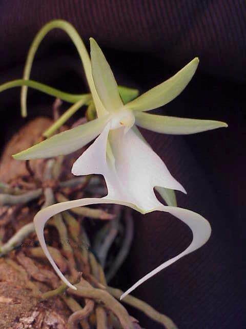 Dendrophylax lindenii (the ghost orchid) 2 plants