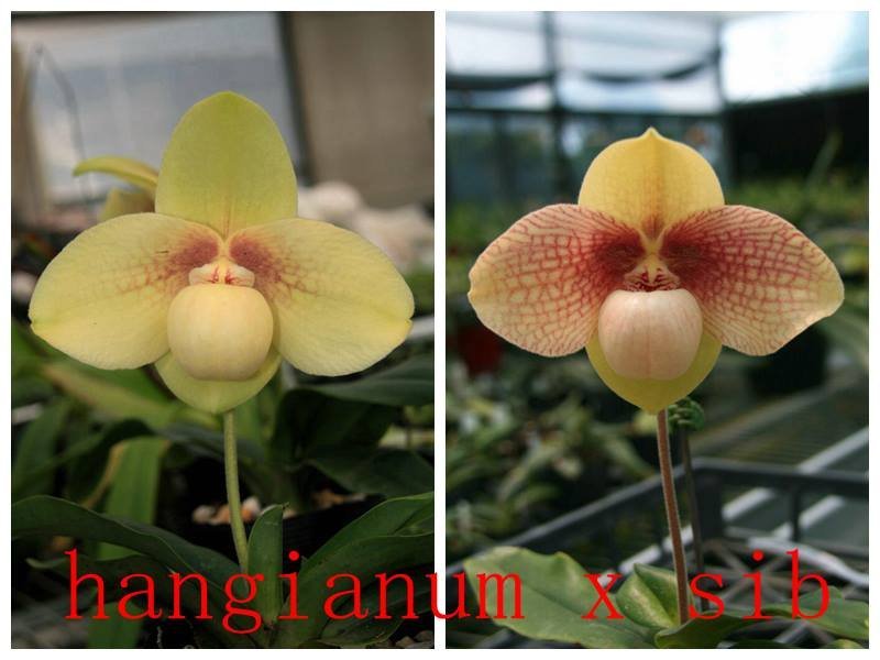 Paphiopedilum hangianum "#102" x hangianum "#100"