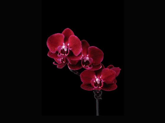 Phalaenopsis Happy Angel