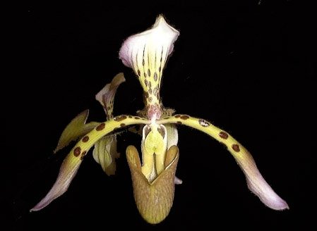 Paphiopedilum haynaldianum var. laurae