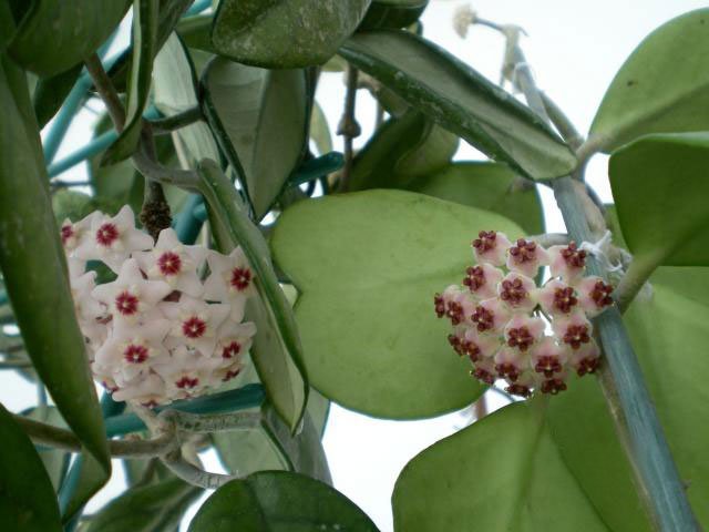 Hoya kerrii "Big"