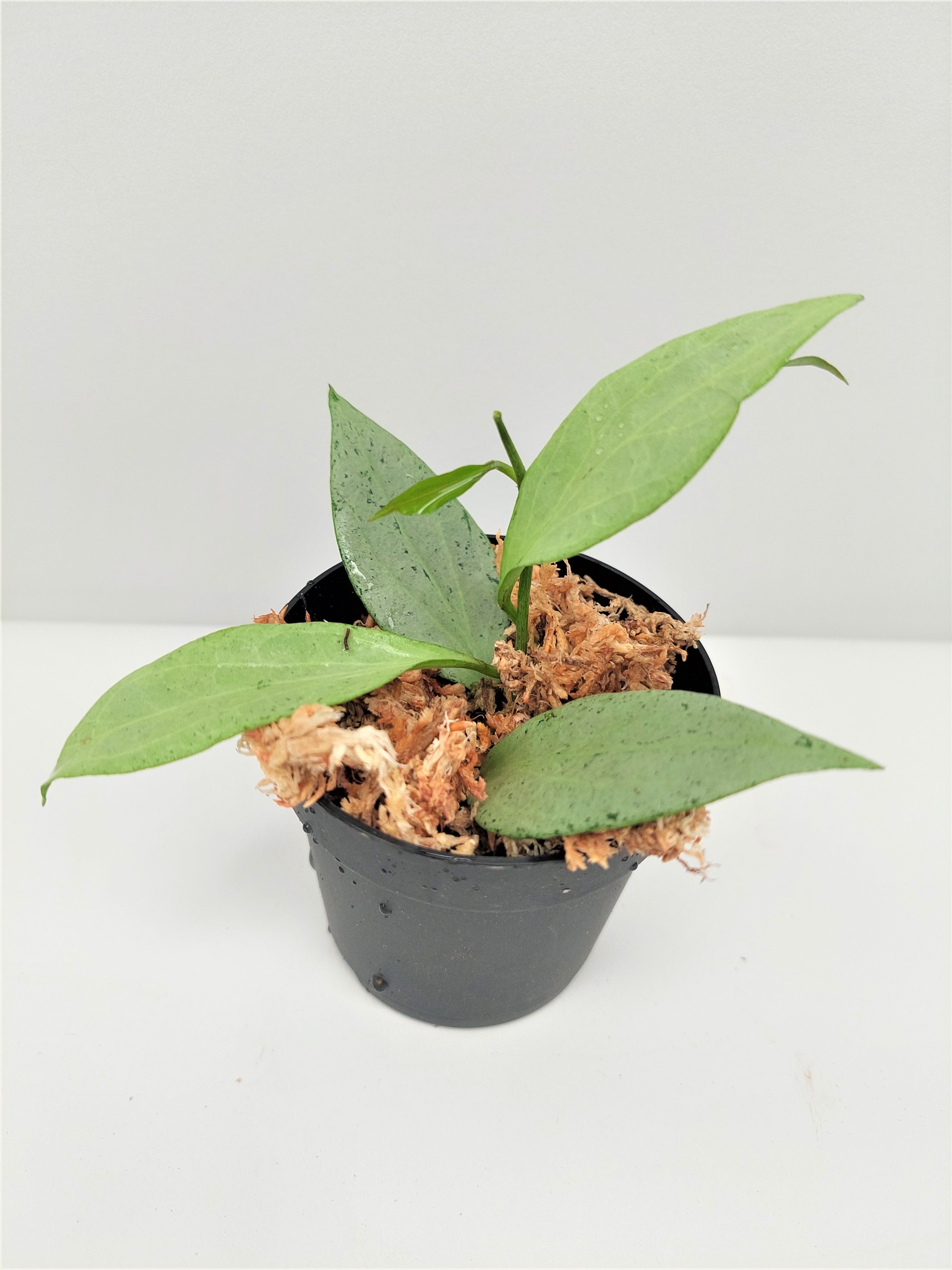 Hoya nicholsoniae New Guinea Ghost (small plant)