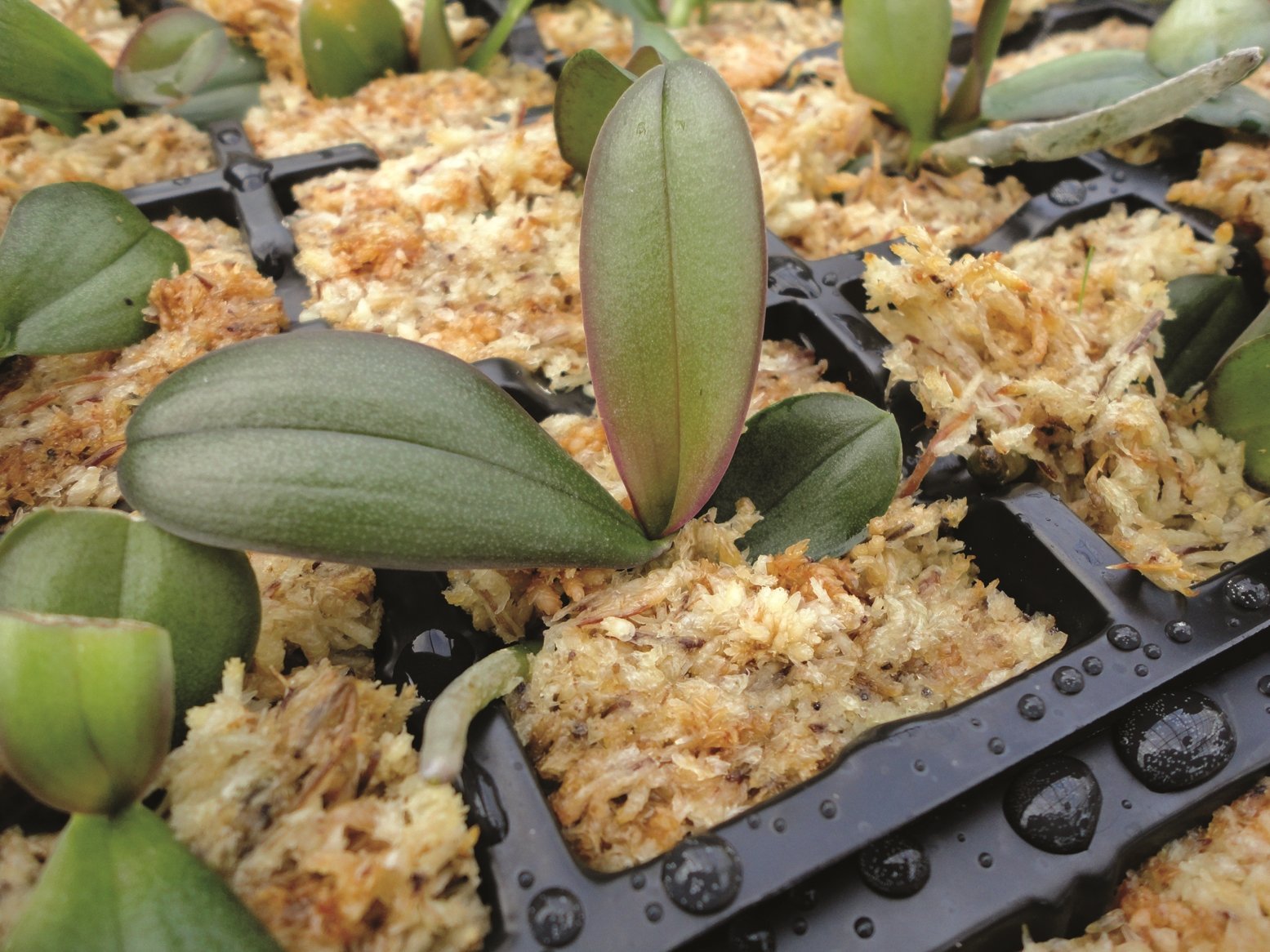 SPAGMOSS SPHAGNUM (12L) (150 gram)