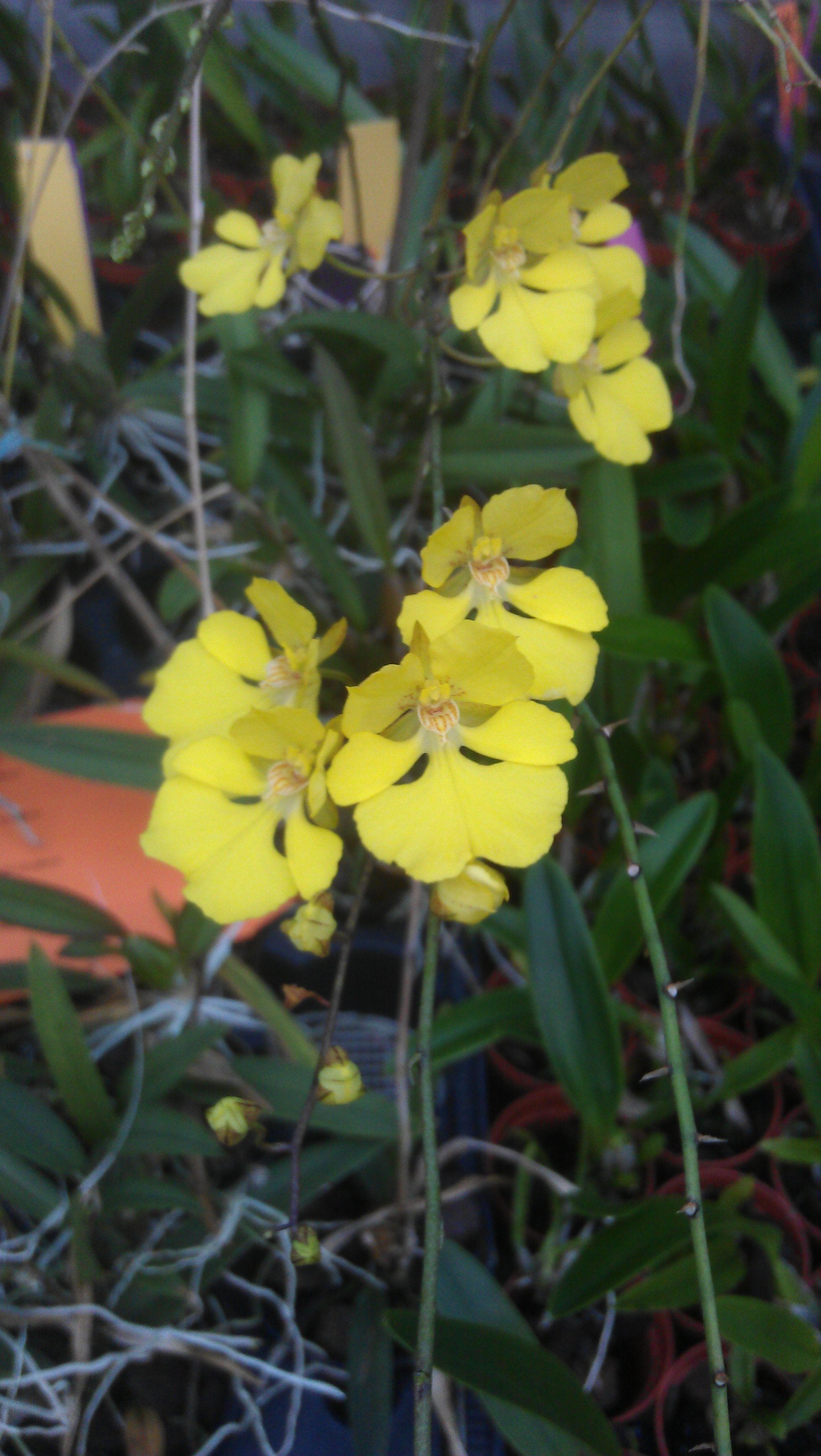 Oncidium onustum “Big Plant"