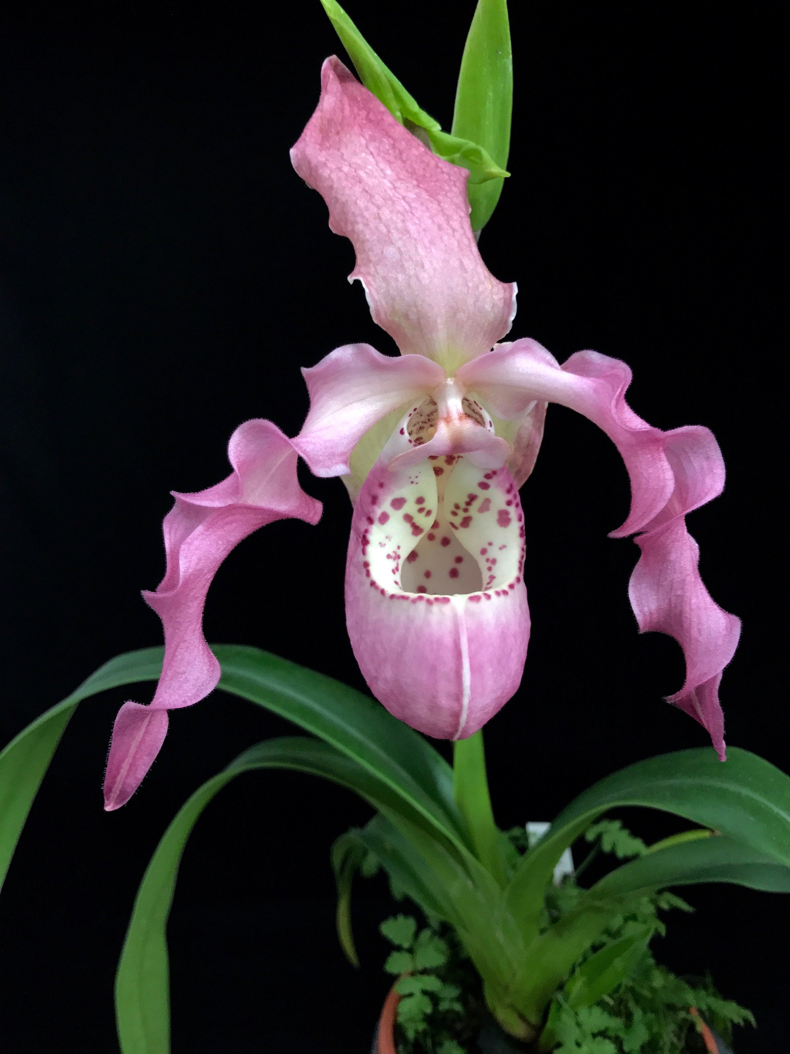 Phragmipedium kovachii x Phragmipedium boissierianum