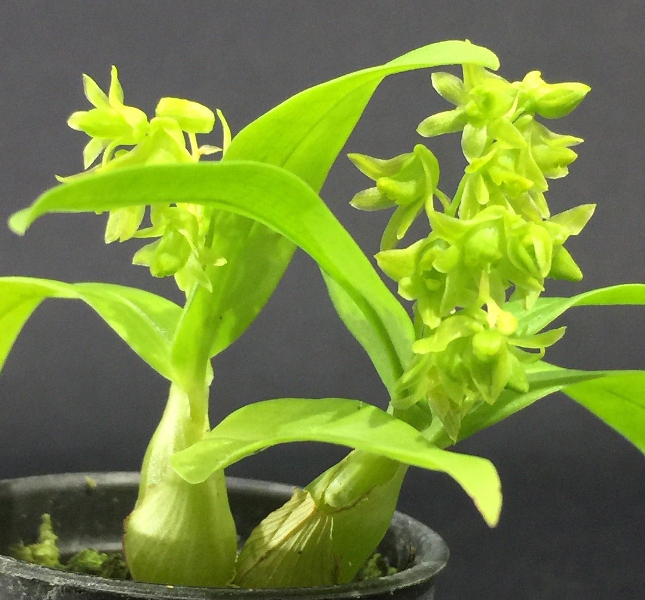 Dendrobium minutiflorum
