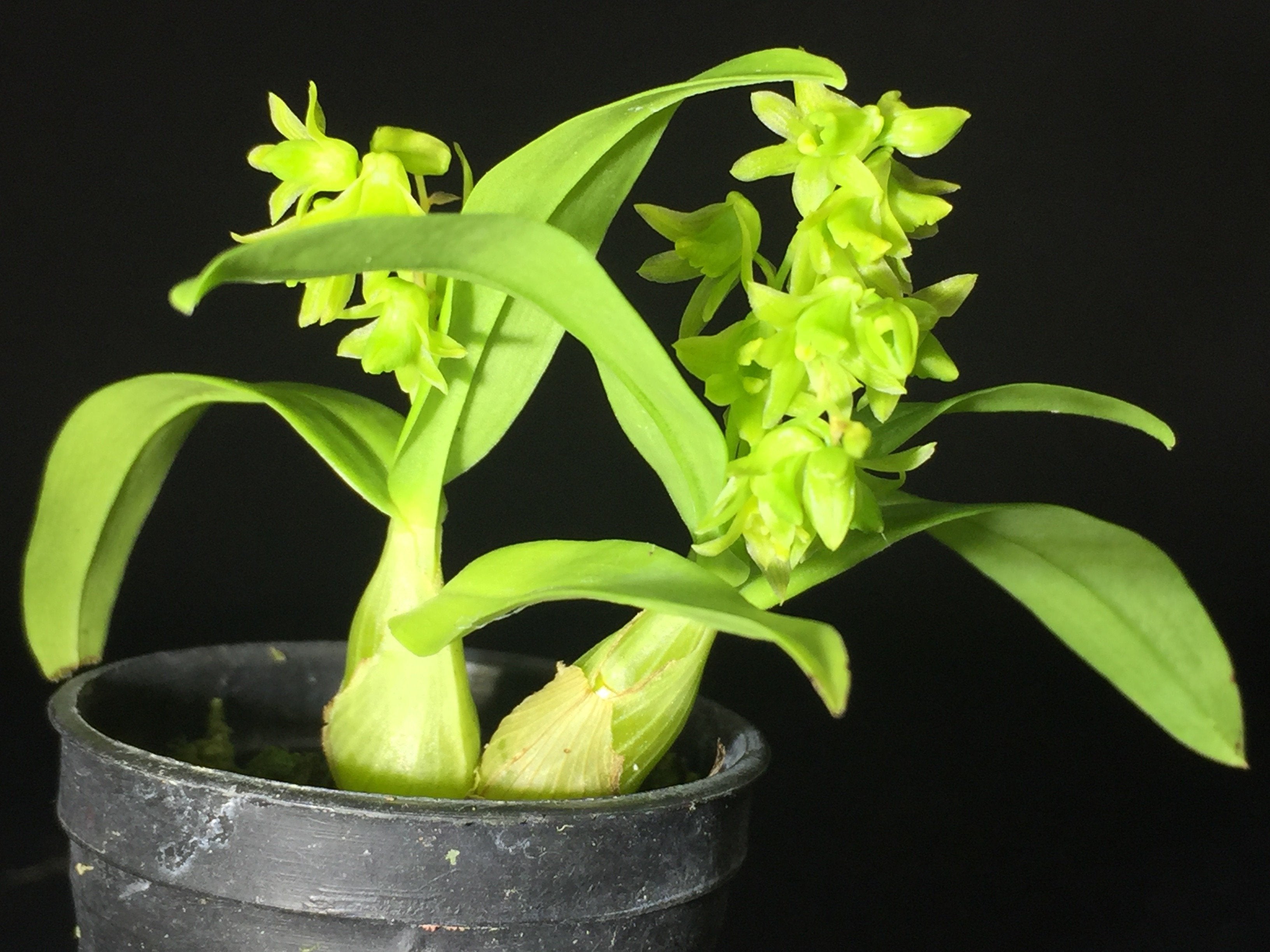 Dendrobium minutiflorum