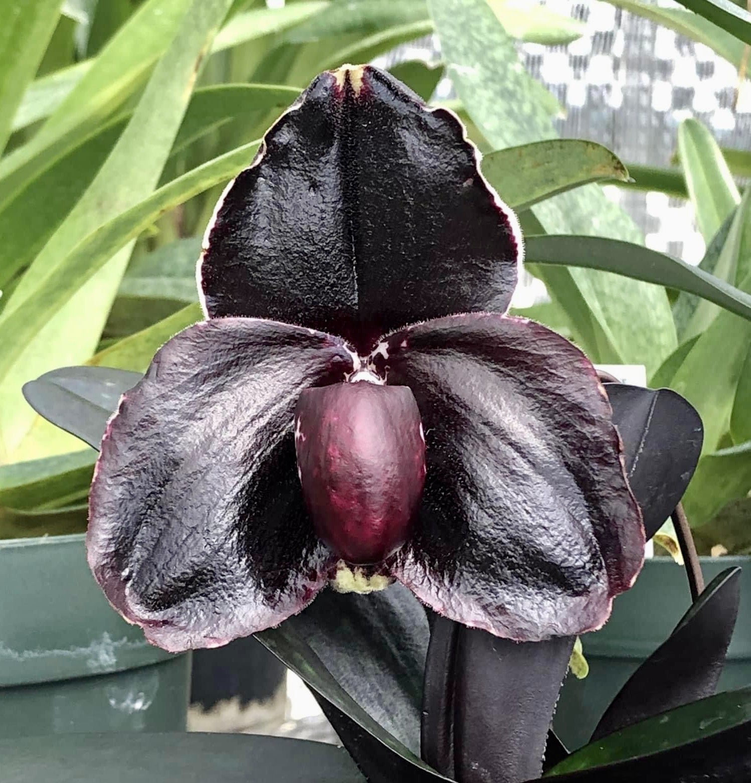 Paphiopedilum leucochilum (''Black'' x Dark 1#) Small