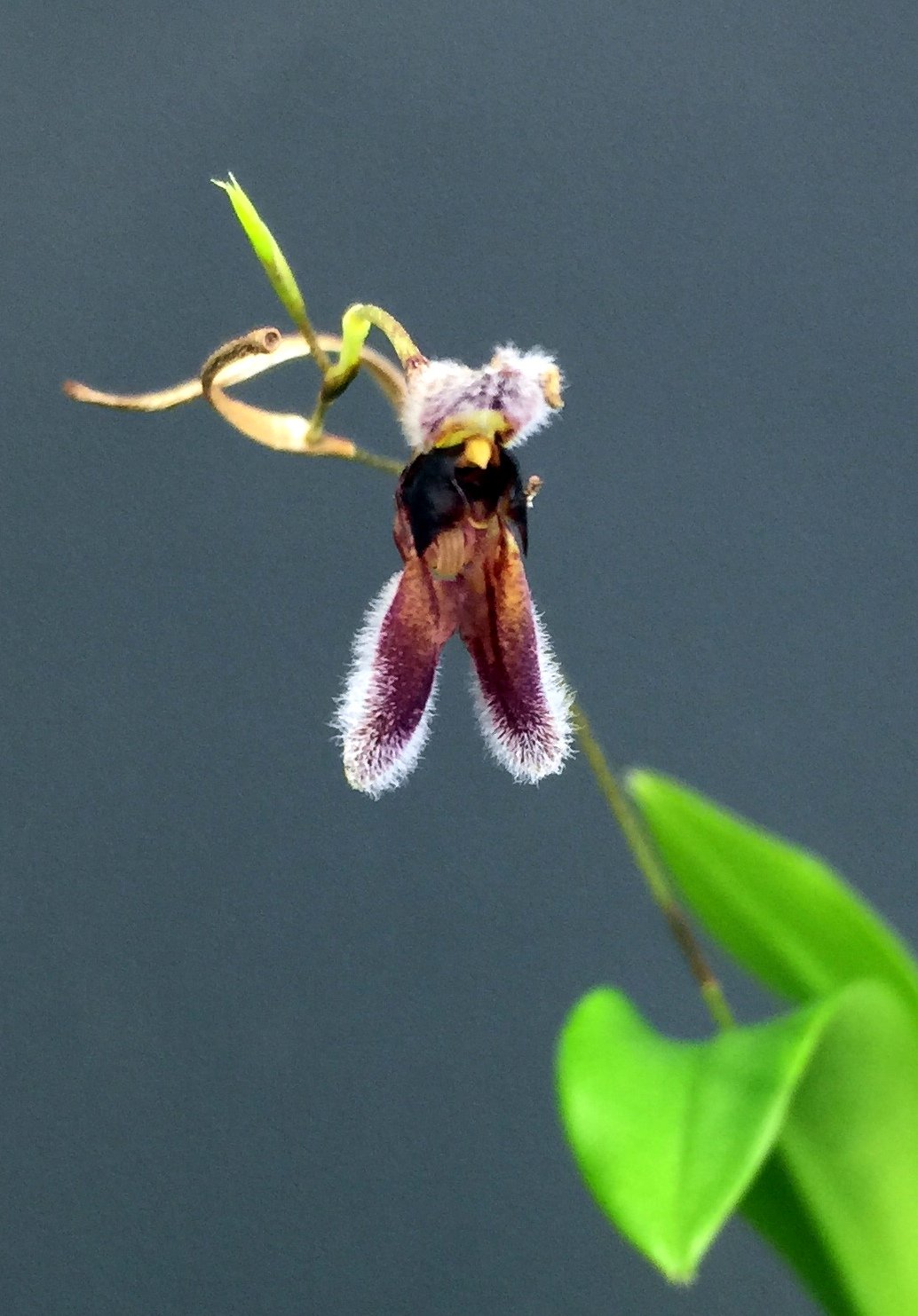 Condylago (Stelis) rodrigoi
