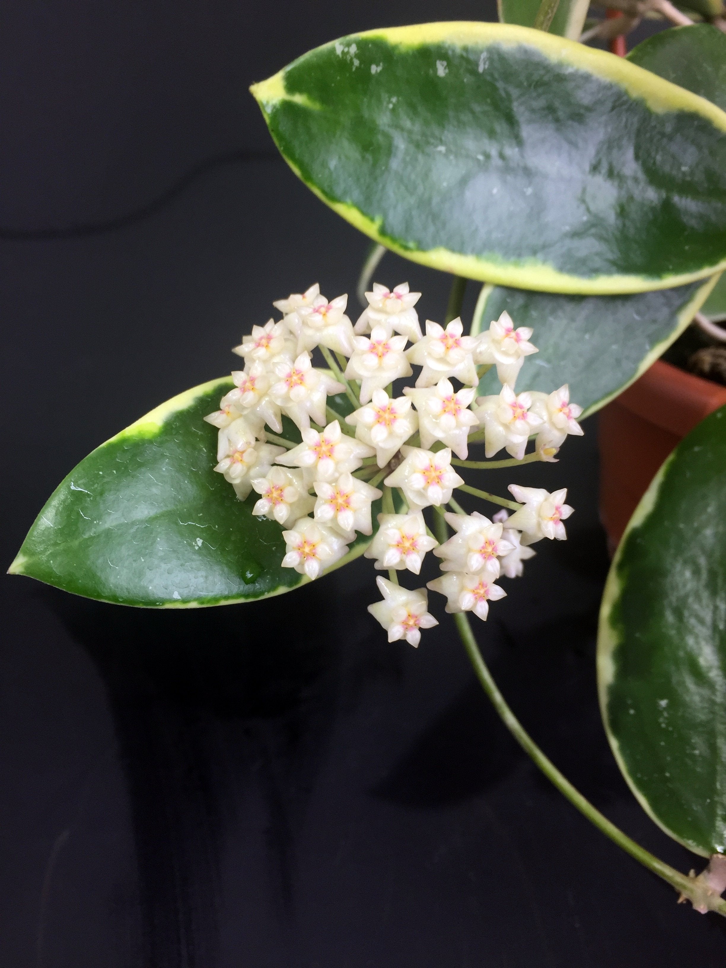 Hoya verticillata "Margin Variegata White-Red Fragrats''