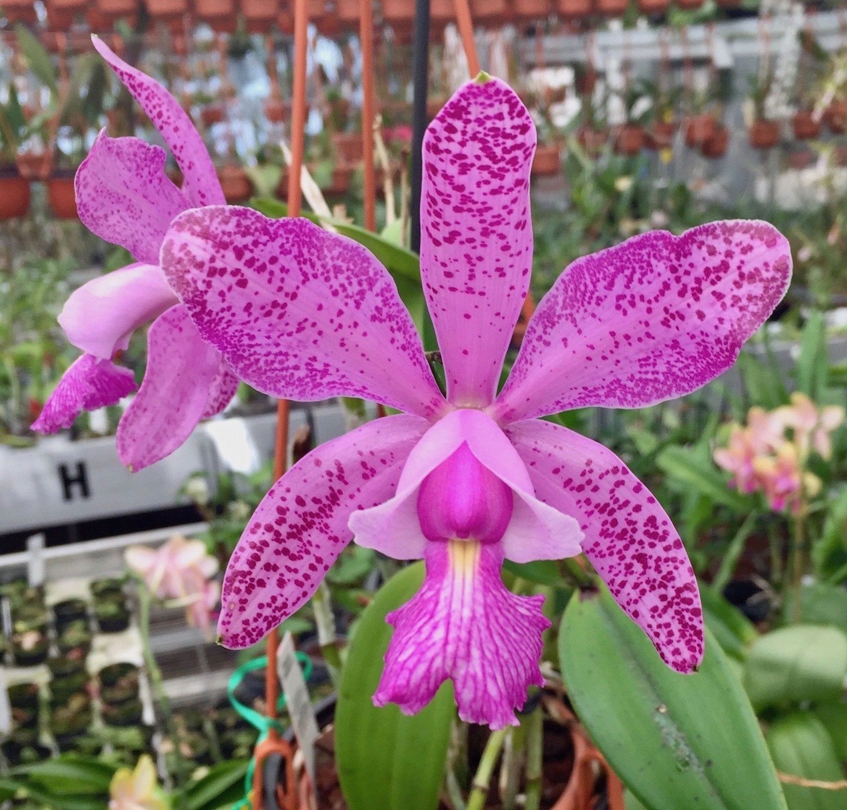 Cattleya Brabantiae "Banderantes" SM/JOGA