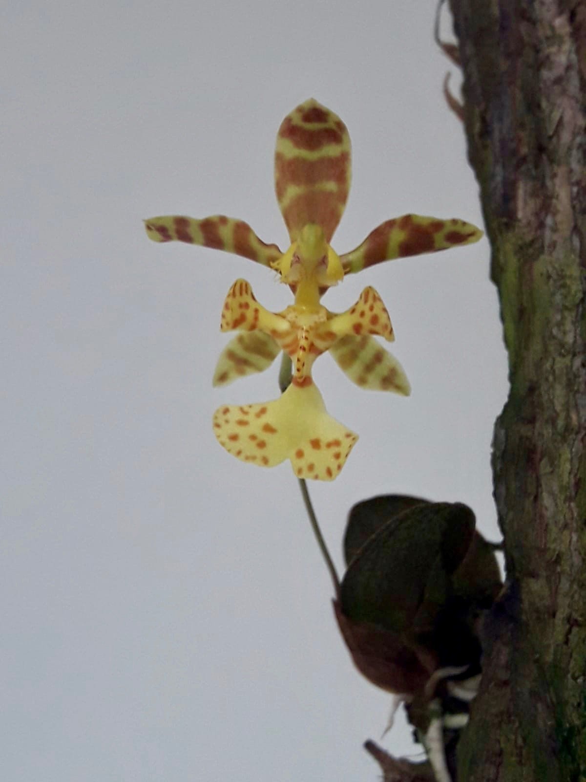 Psychopsiella (oncidium) limminghei