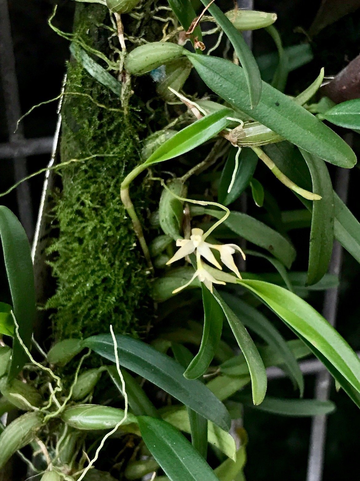 Bulbophyllum maxillare