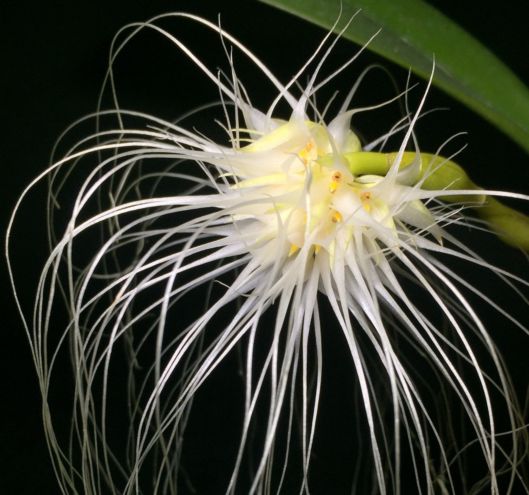 Bulbophyllum medusae