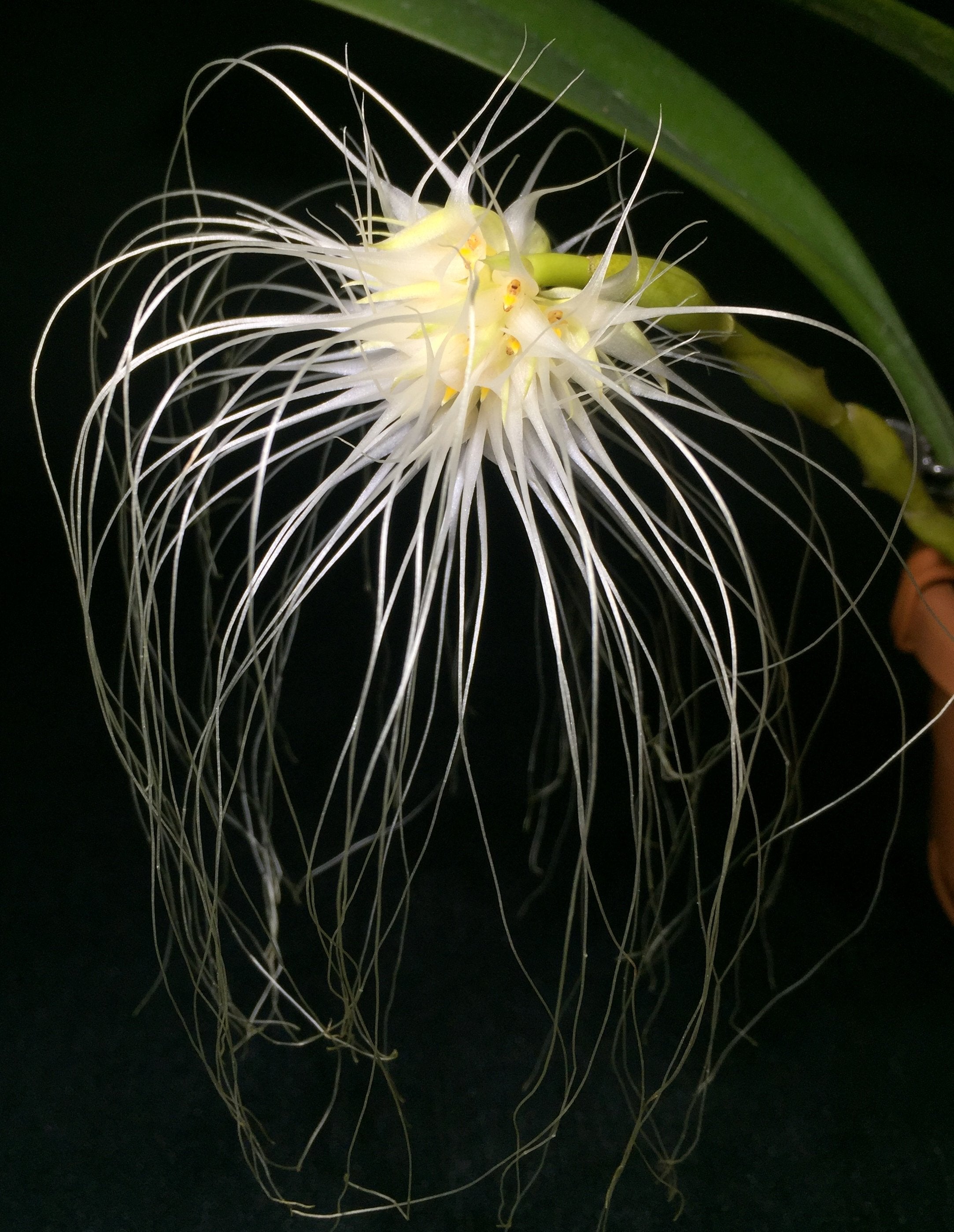 Bulbophyllum medusae "Small"