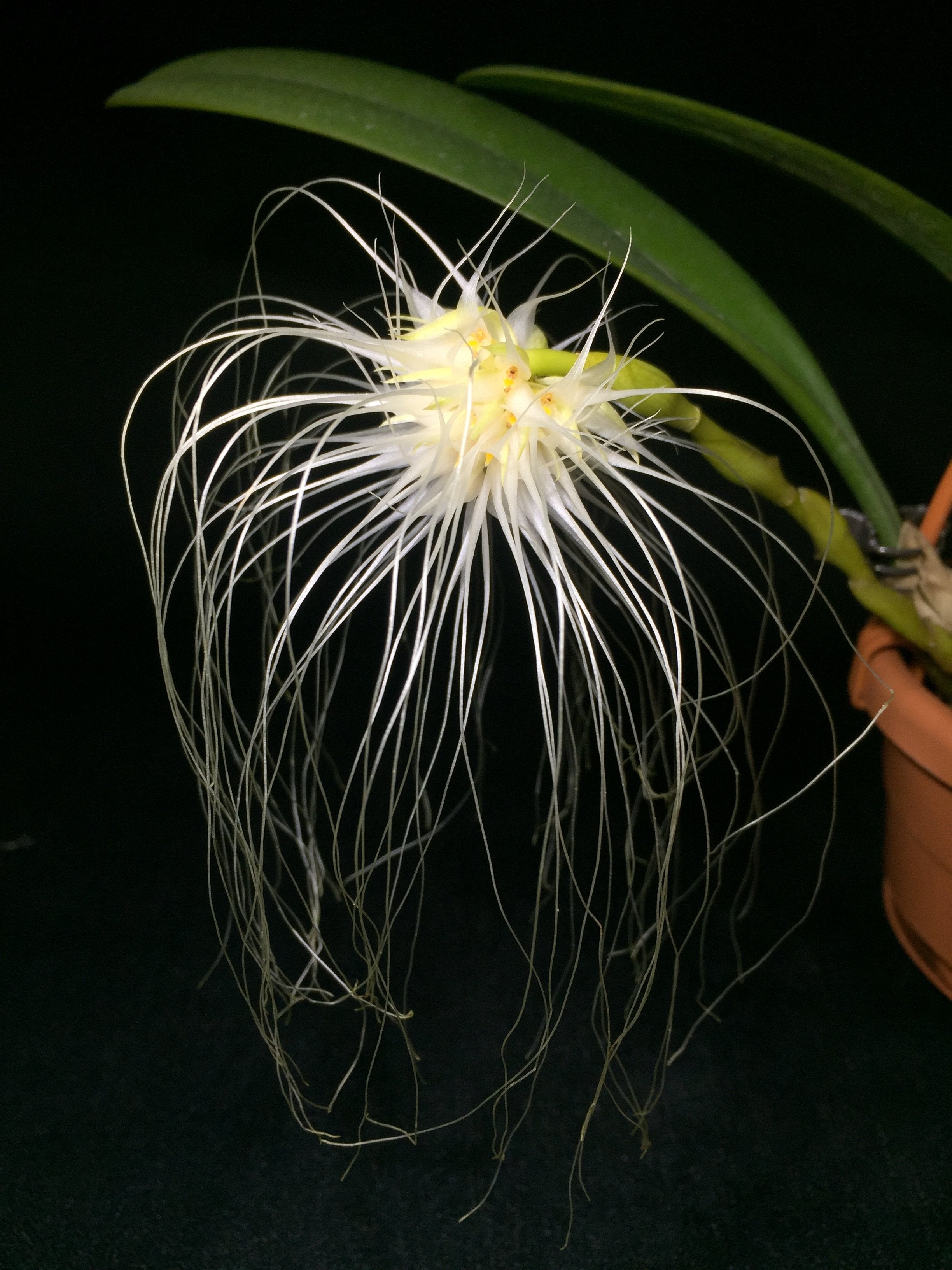 Bulbophyllum medusae