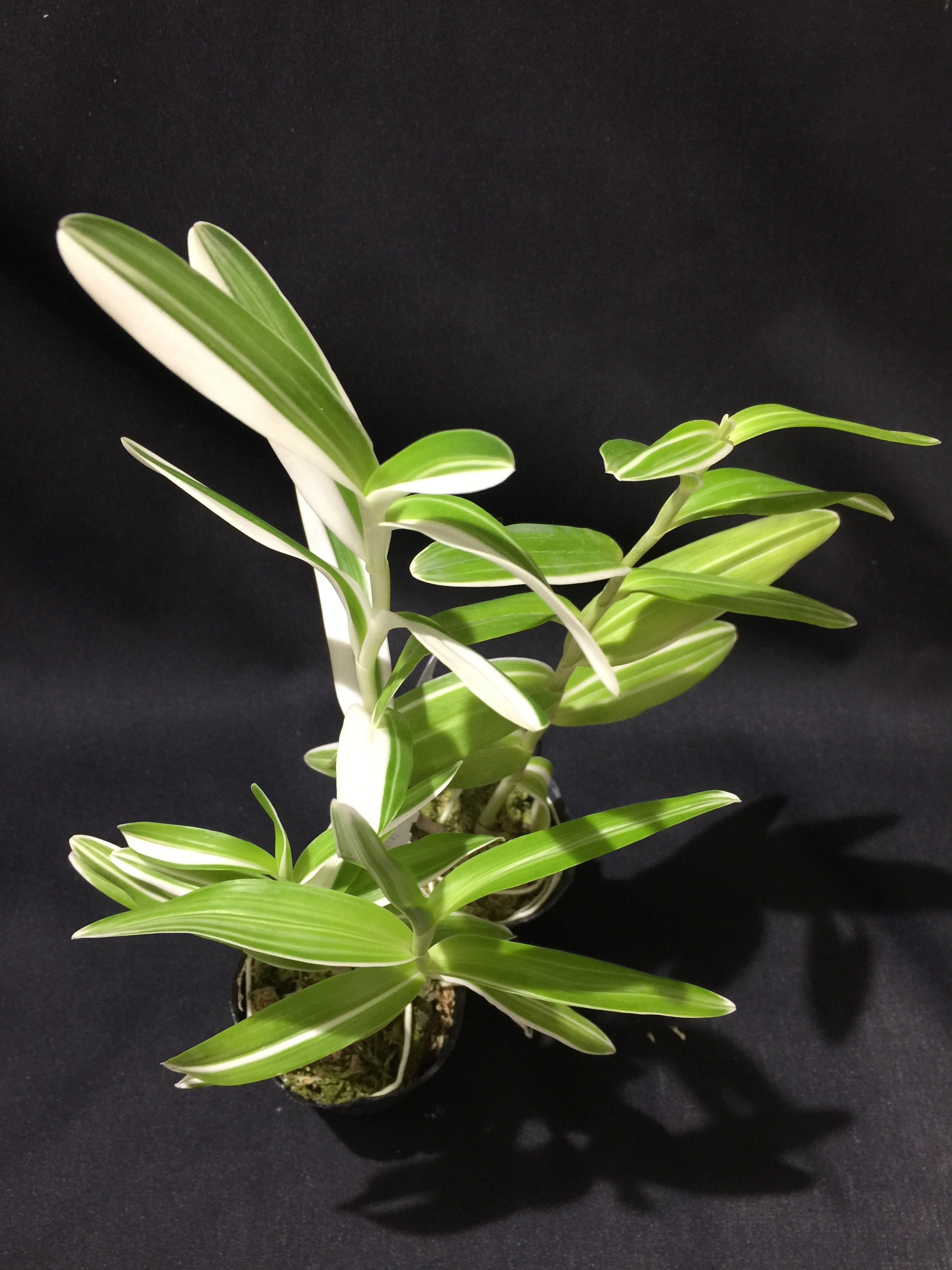 Epidendrum secundum var. variegata