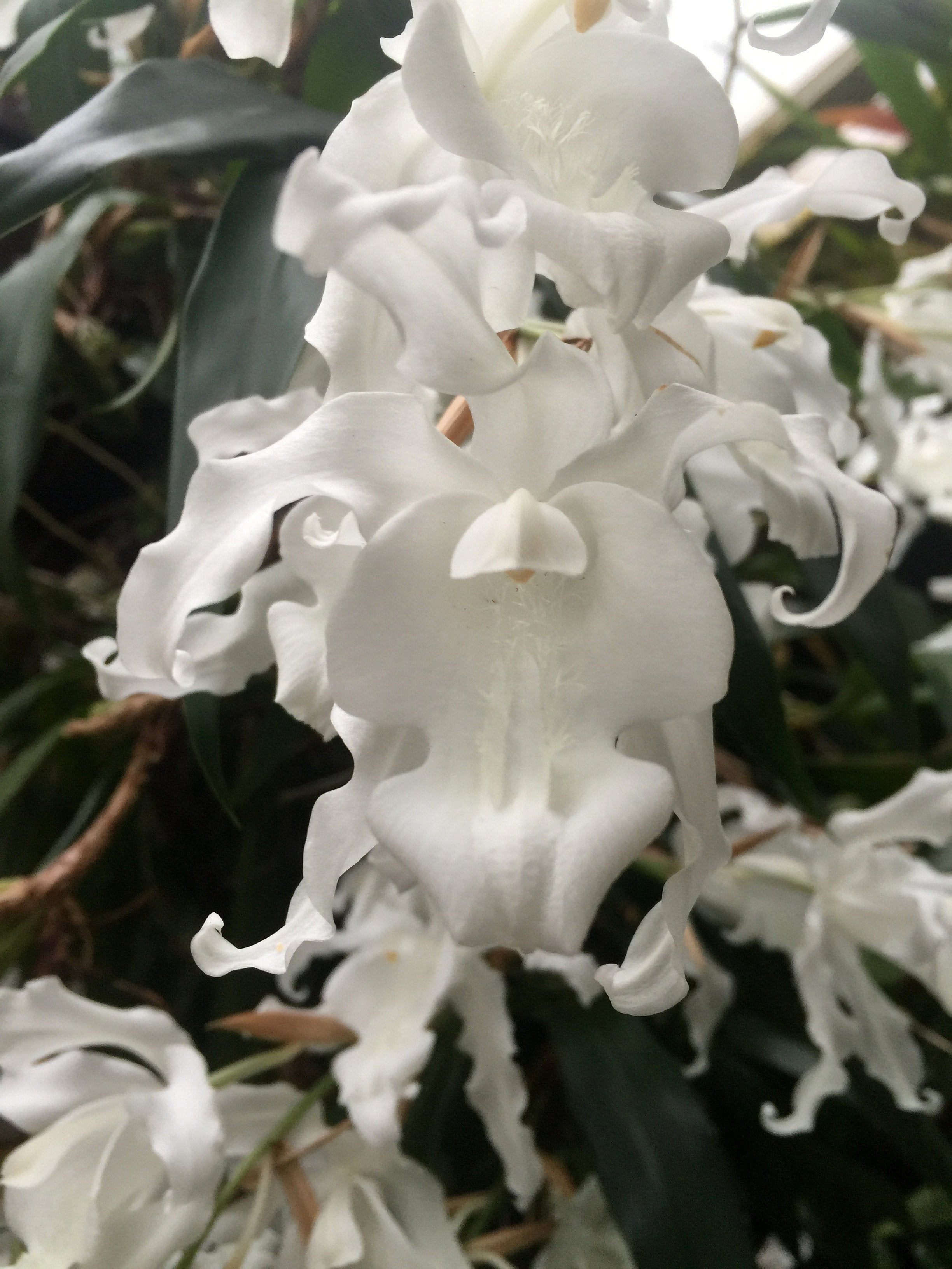 Coelogyne cristata var. alba "Hololeuca"