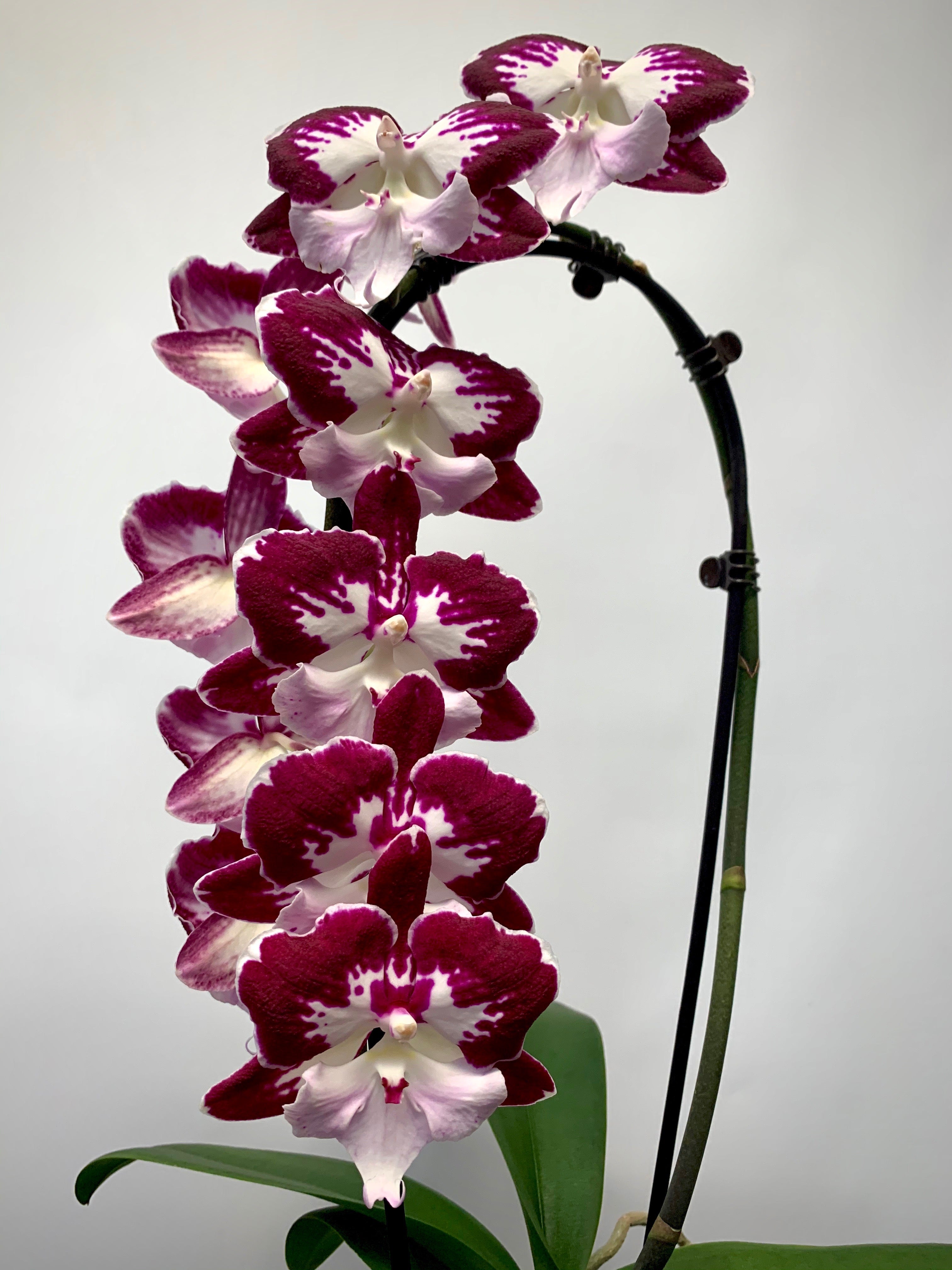 Phalaenopsis Black Widow