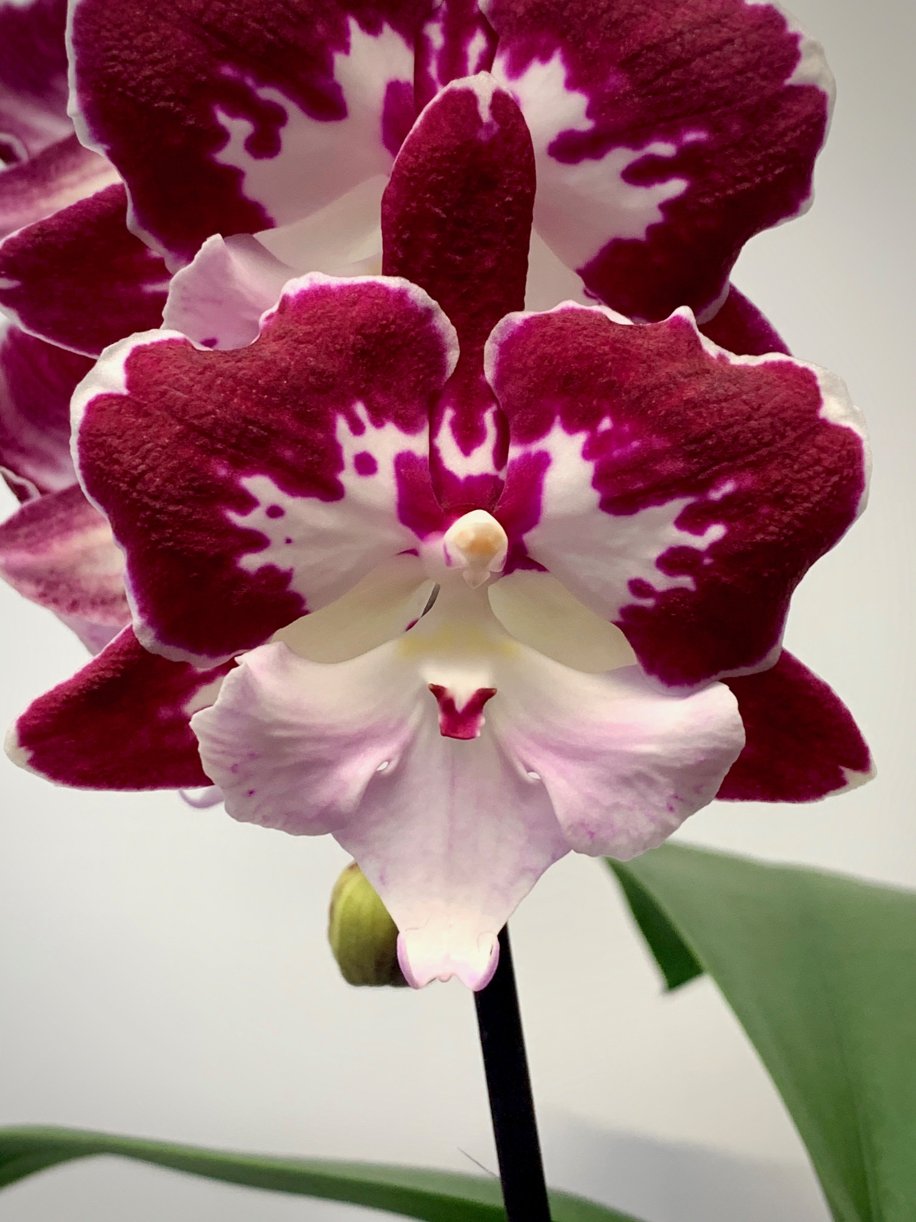 Phalaenopsis Black Widow