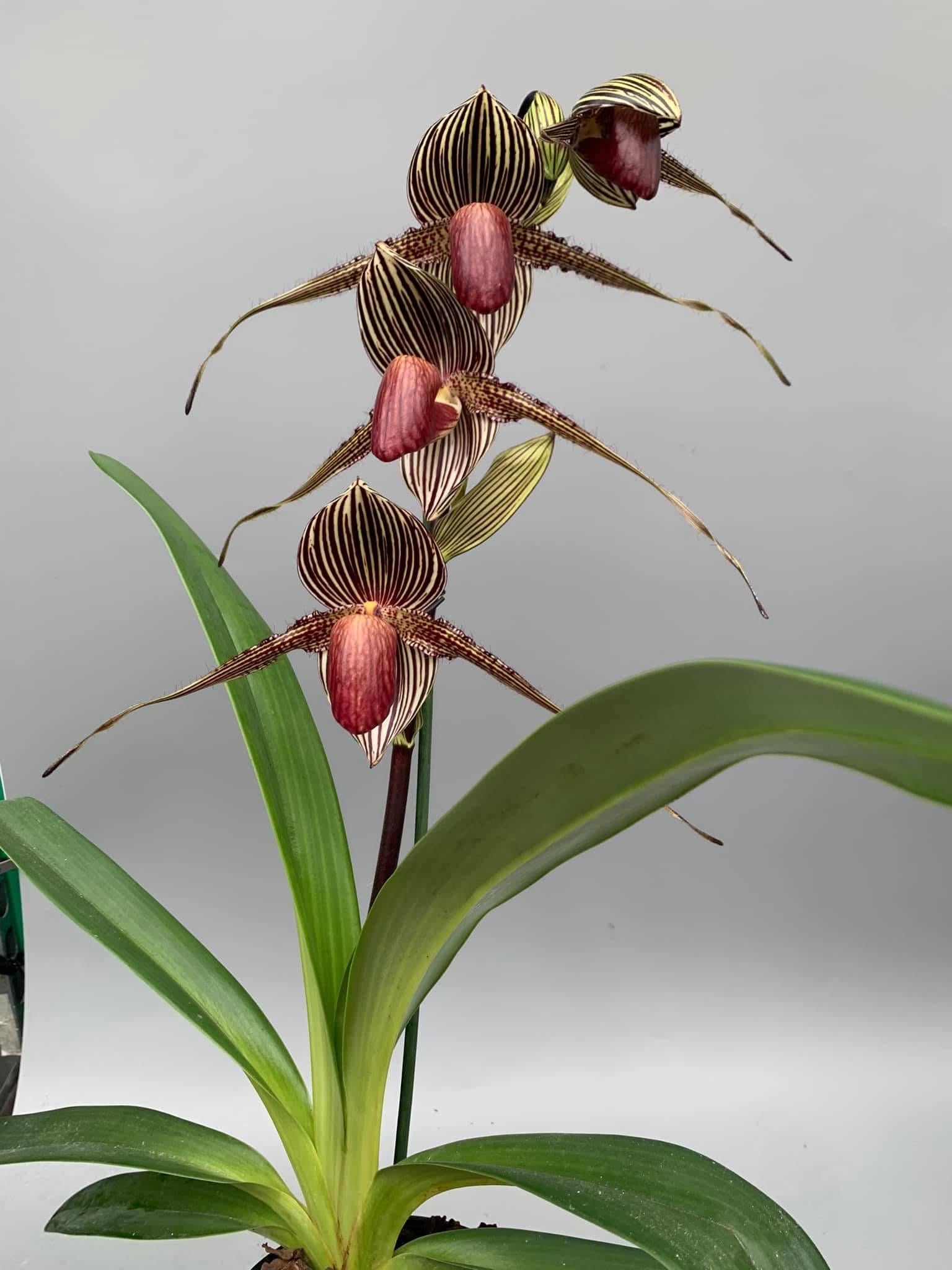 Paphiopedilum rothschildianum ''USA''