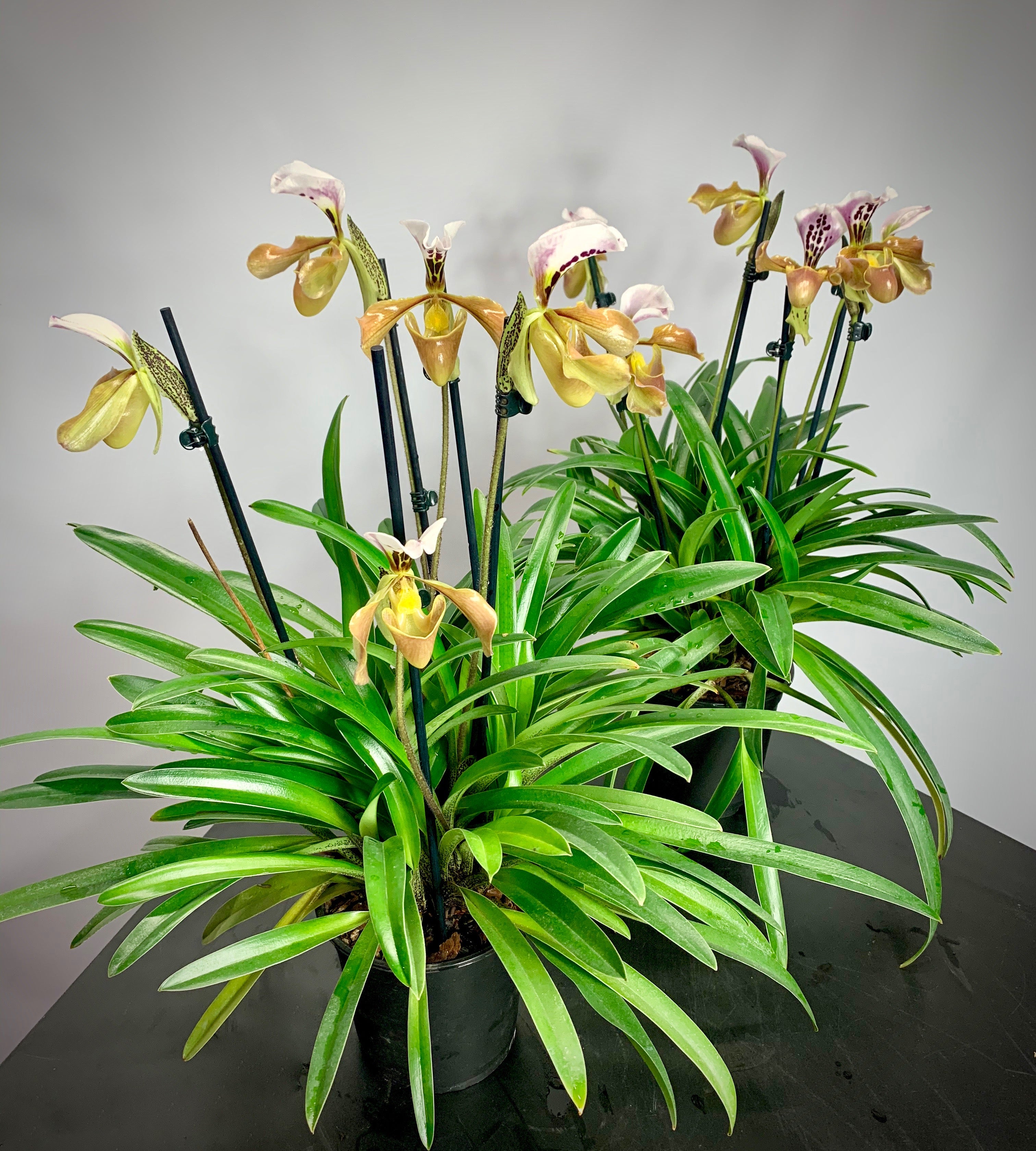 Paphiopedilum gratixianum