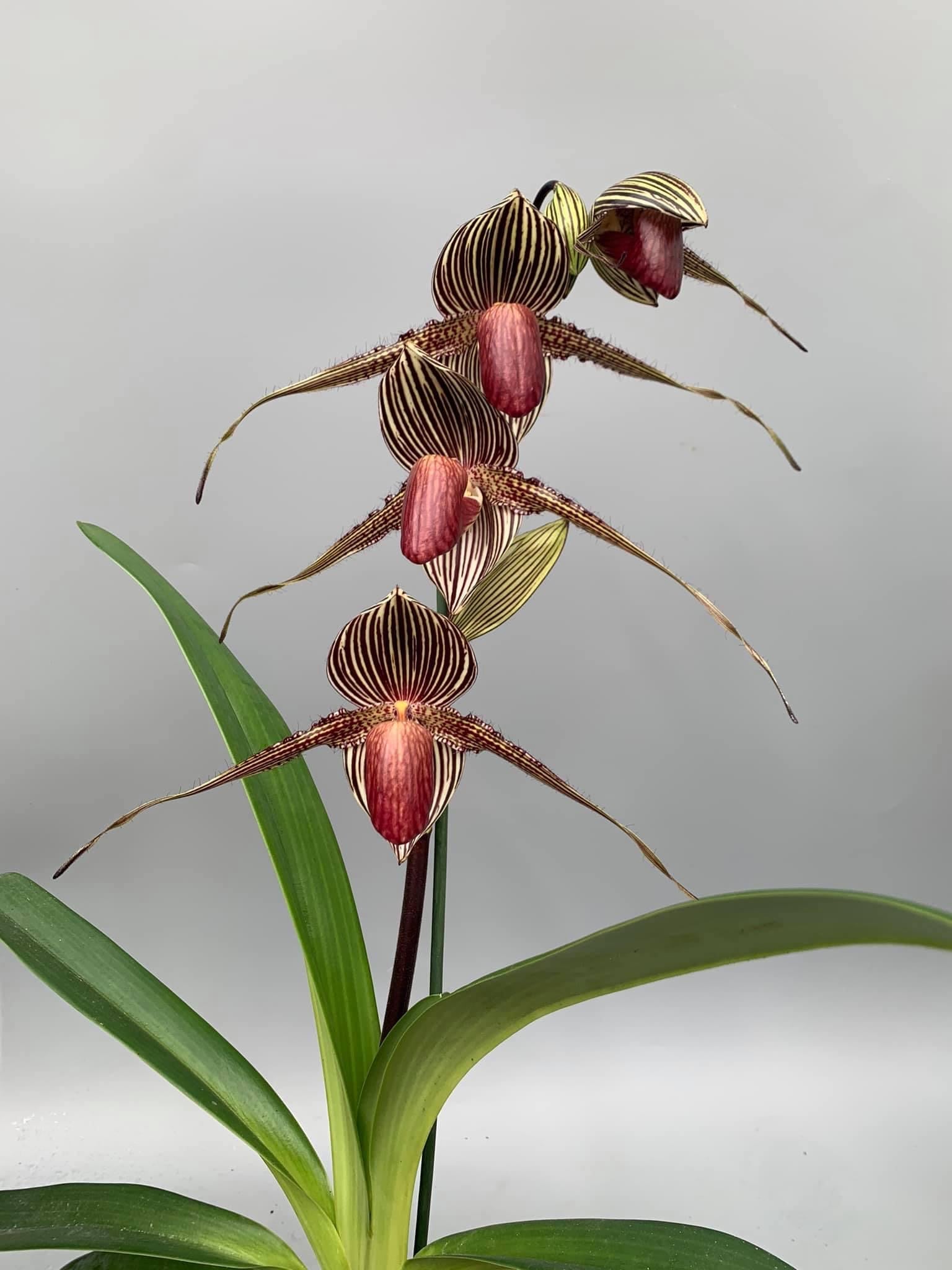 Paphiopedilum rothschildianum ''USA''