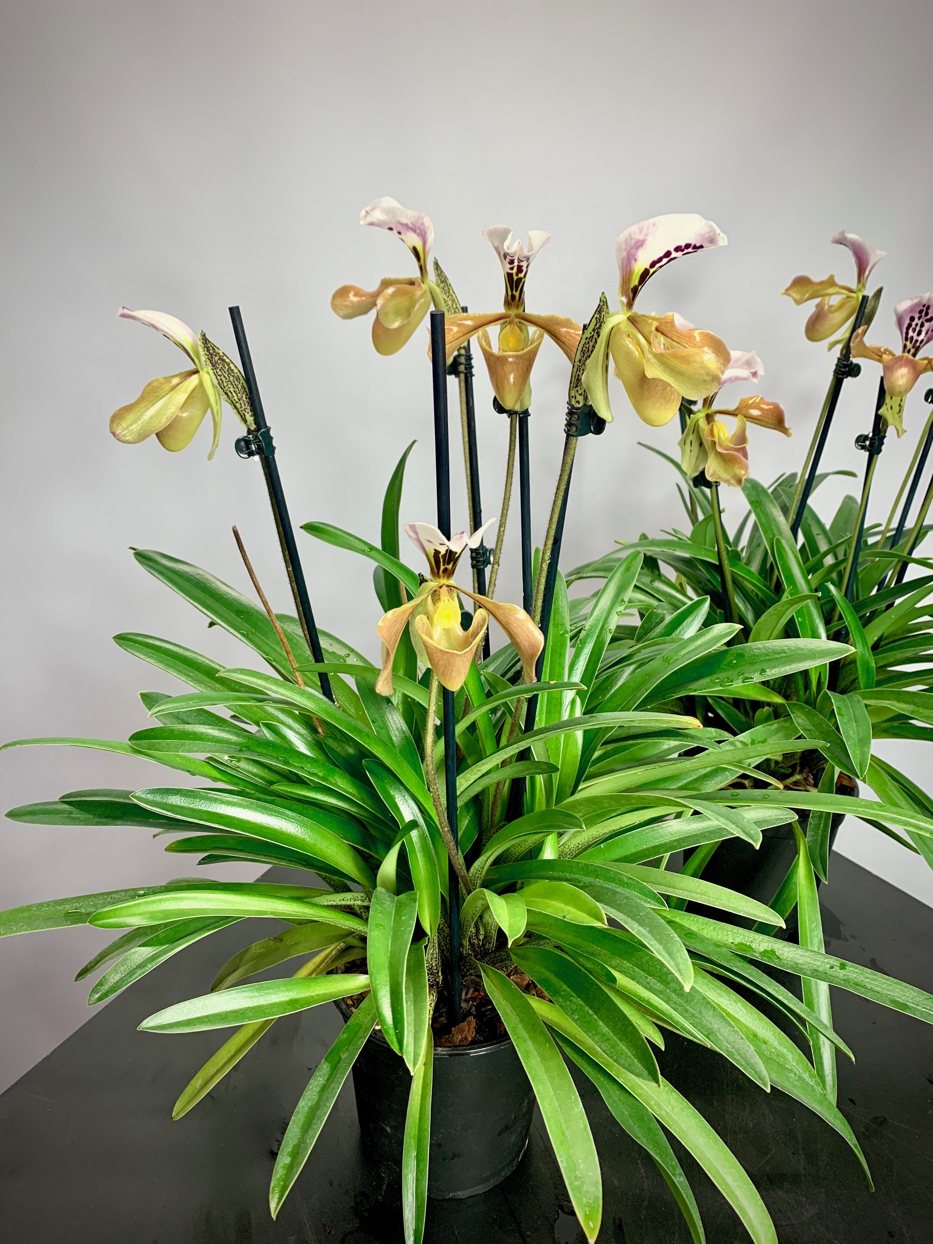Paphiopedilum gratixianum "Big plant "