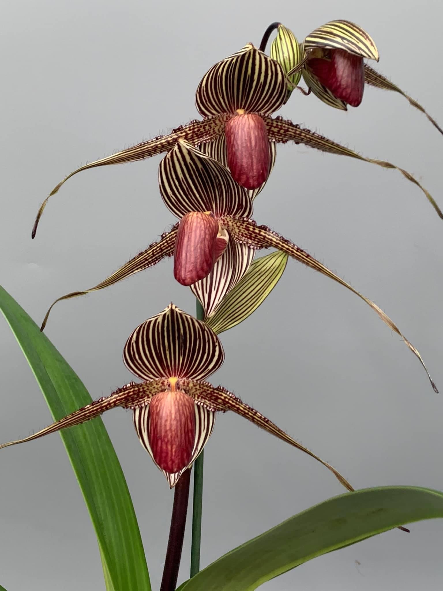 Paphiopedilum rothschildianum ''USA''