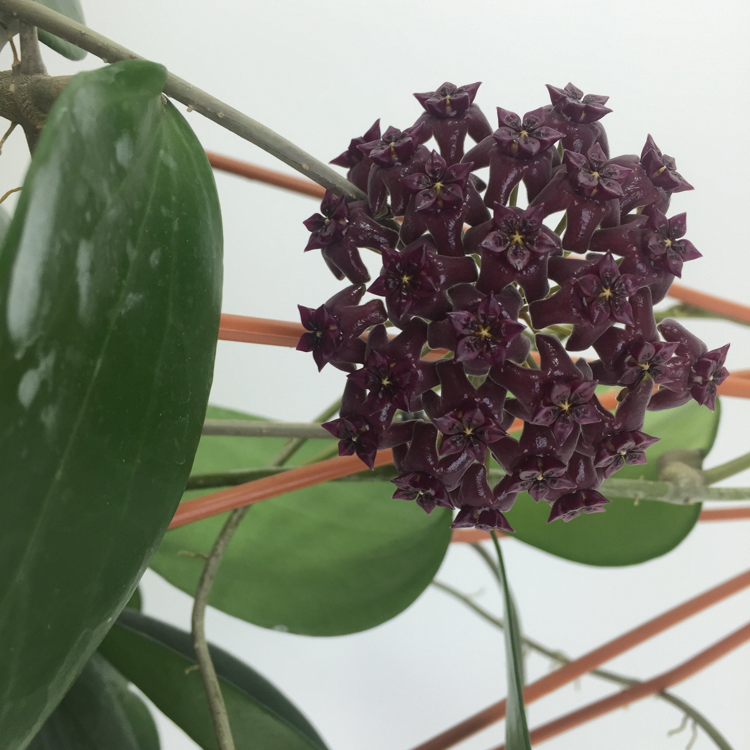 Hoya purpureo-fusca