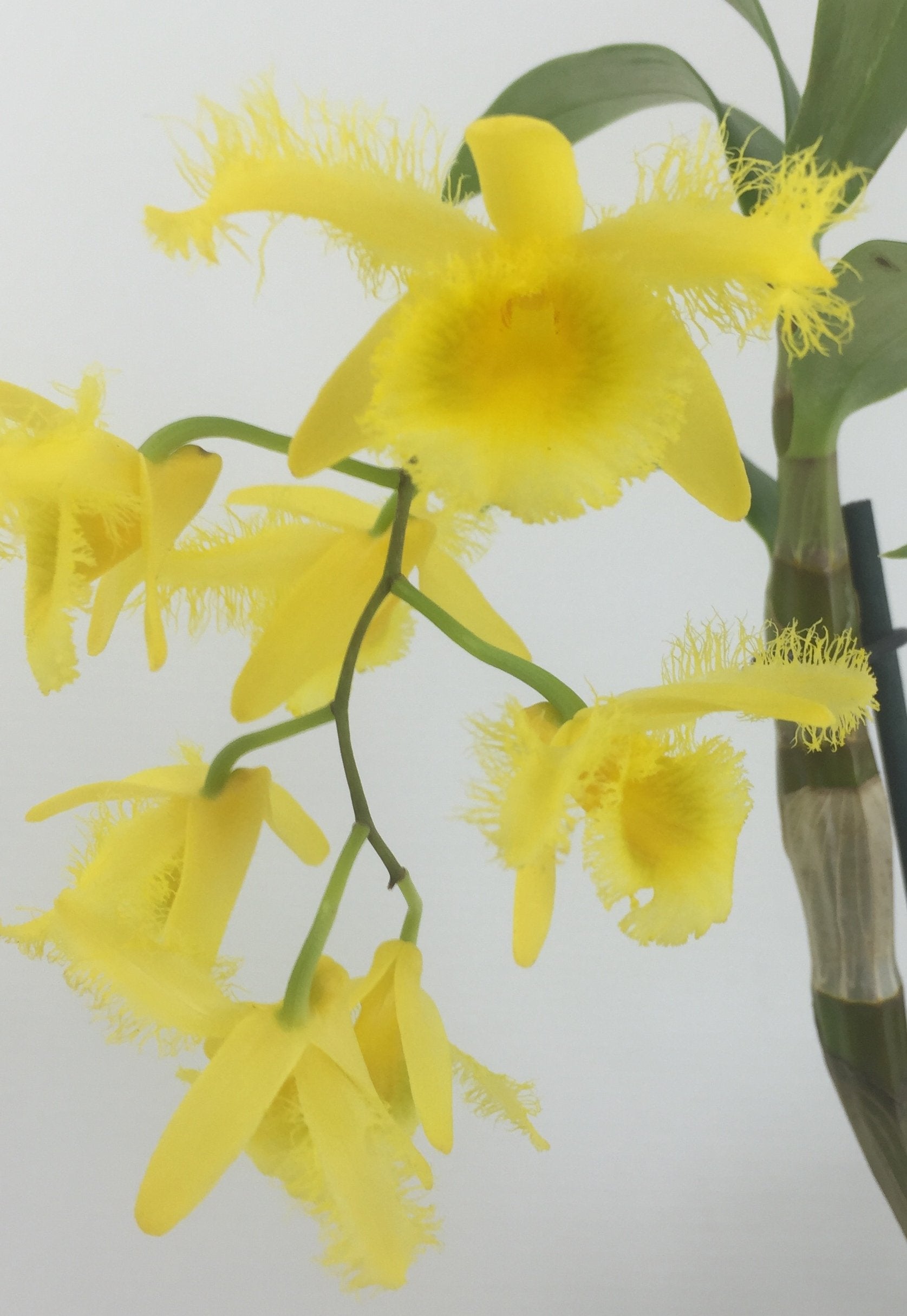 Dendrobium harveyanum "Big"