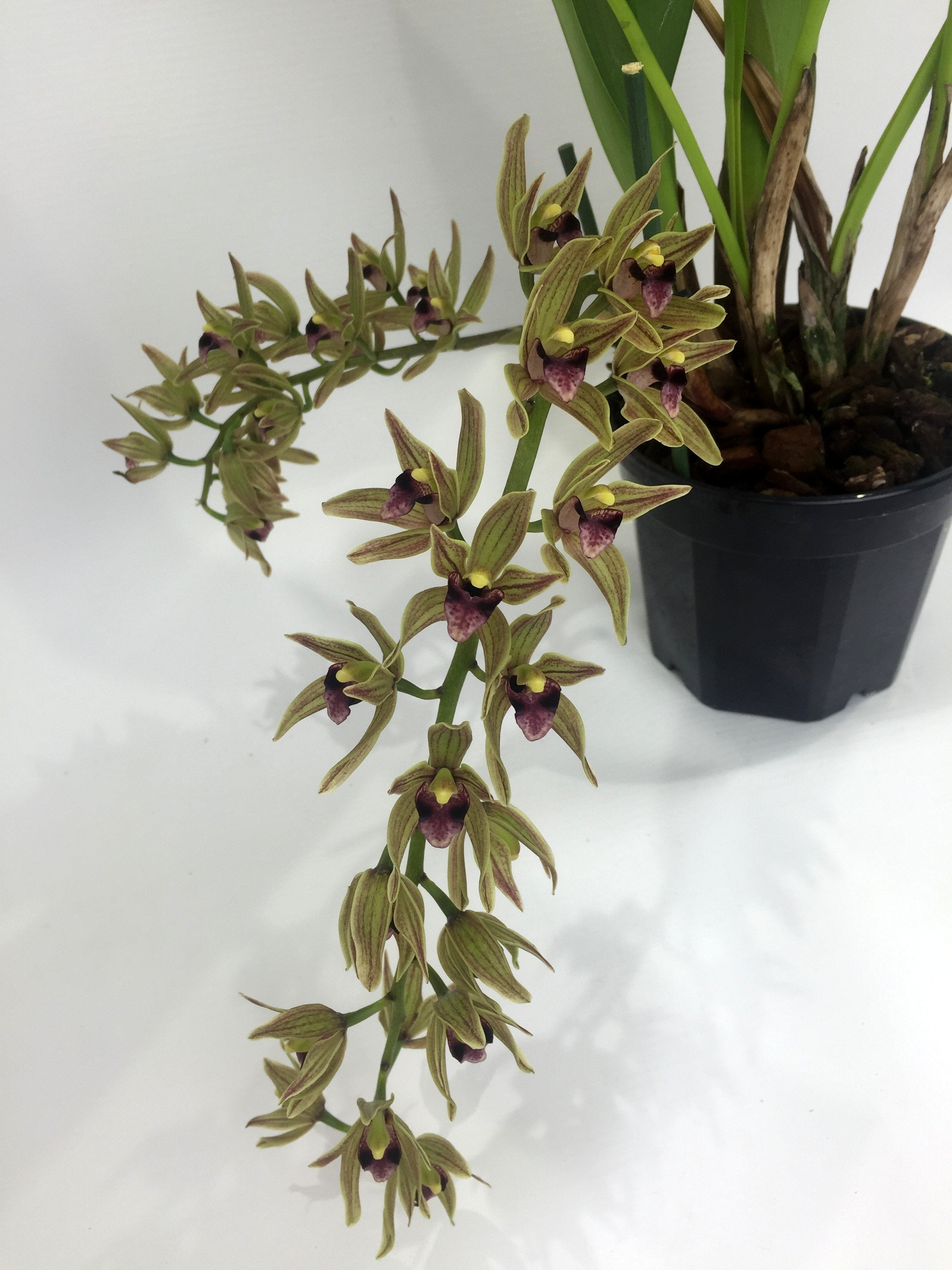 Cymbidium devonianum